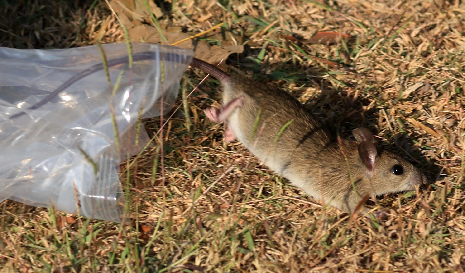 Little Indochinese Field Rat (Rattus sakeratensis) Kaeng Krachan National Park ESS Expedition 2026 (5).jpg