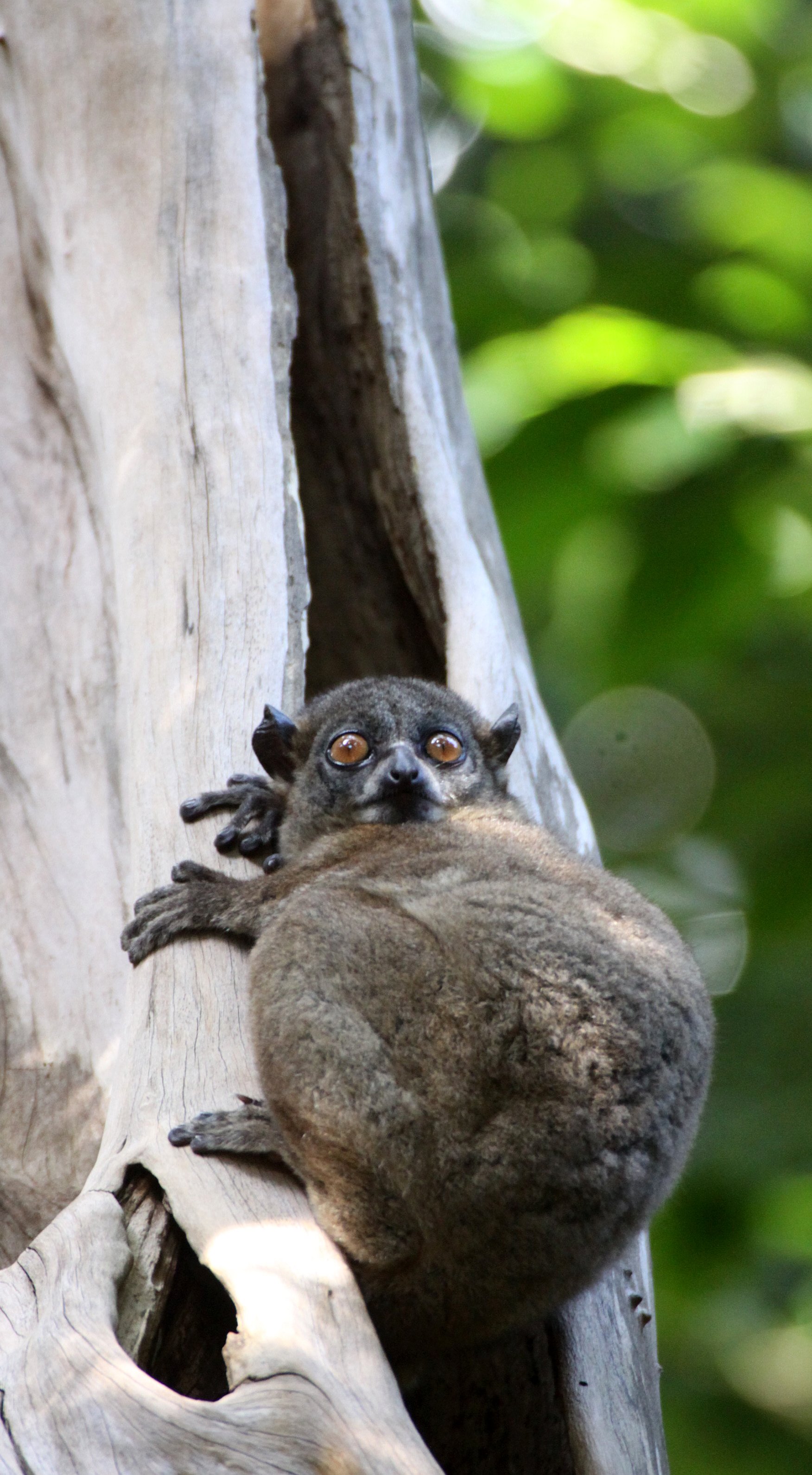 LEPILEMURIDAE - Lepilemur ankaranensis - ANKARANA NATIONAL PARK MADAGASCAR (95).JPG
