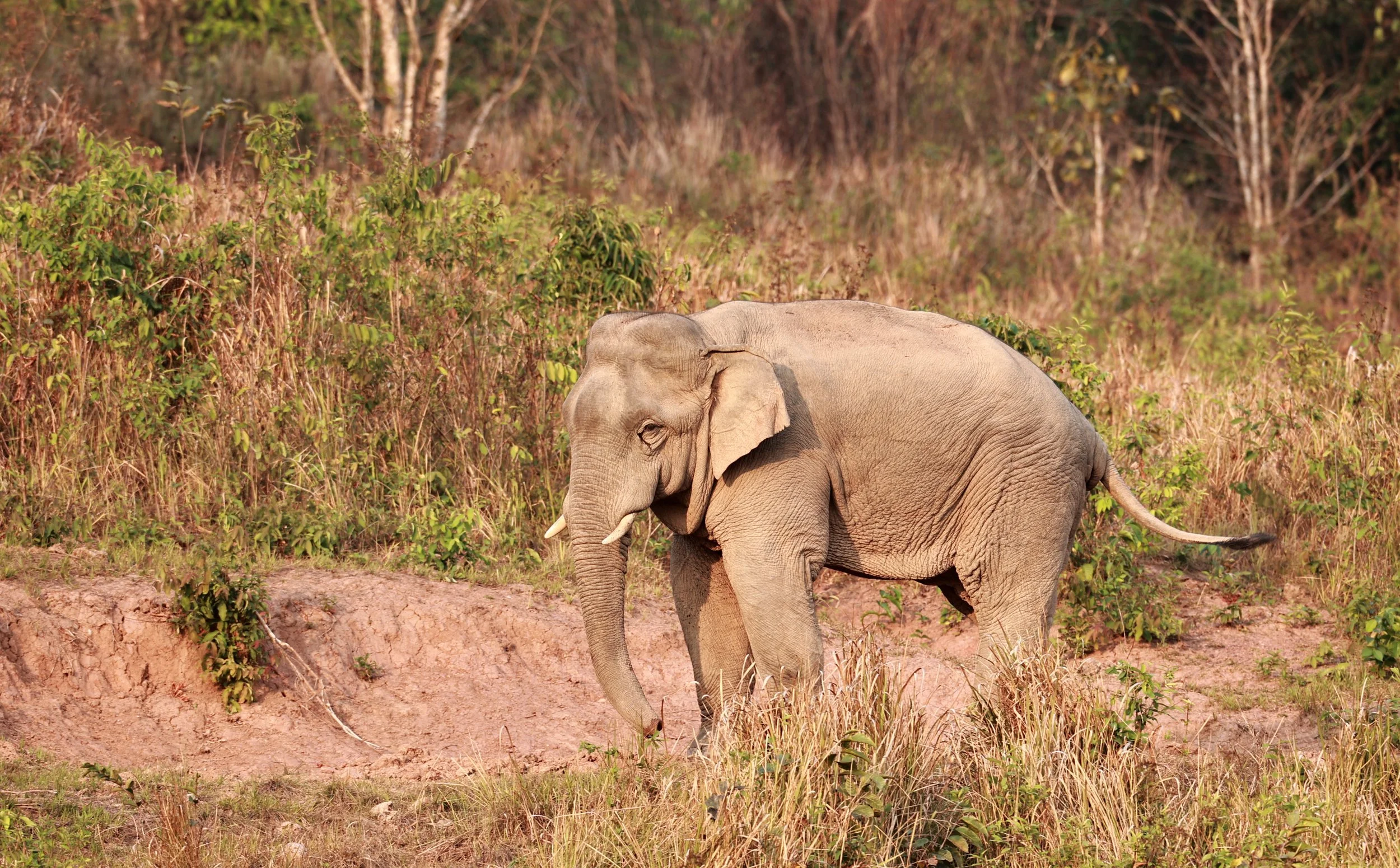 Asian Elephant (Elephas maximus) Khao Yai National Park, Thailand (10).jpg