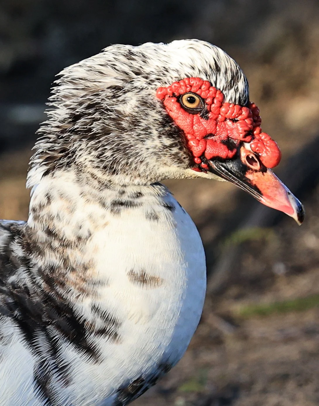 Muscovy Duck (Cairina moschata) Hotel Iparoma Campestre Paraguay (8).jpg