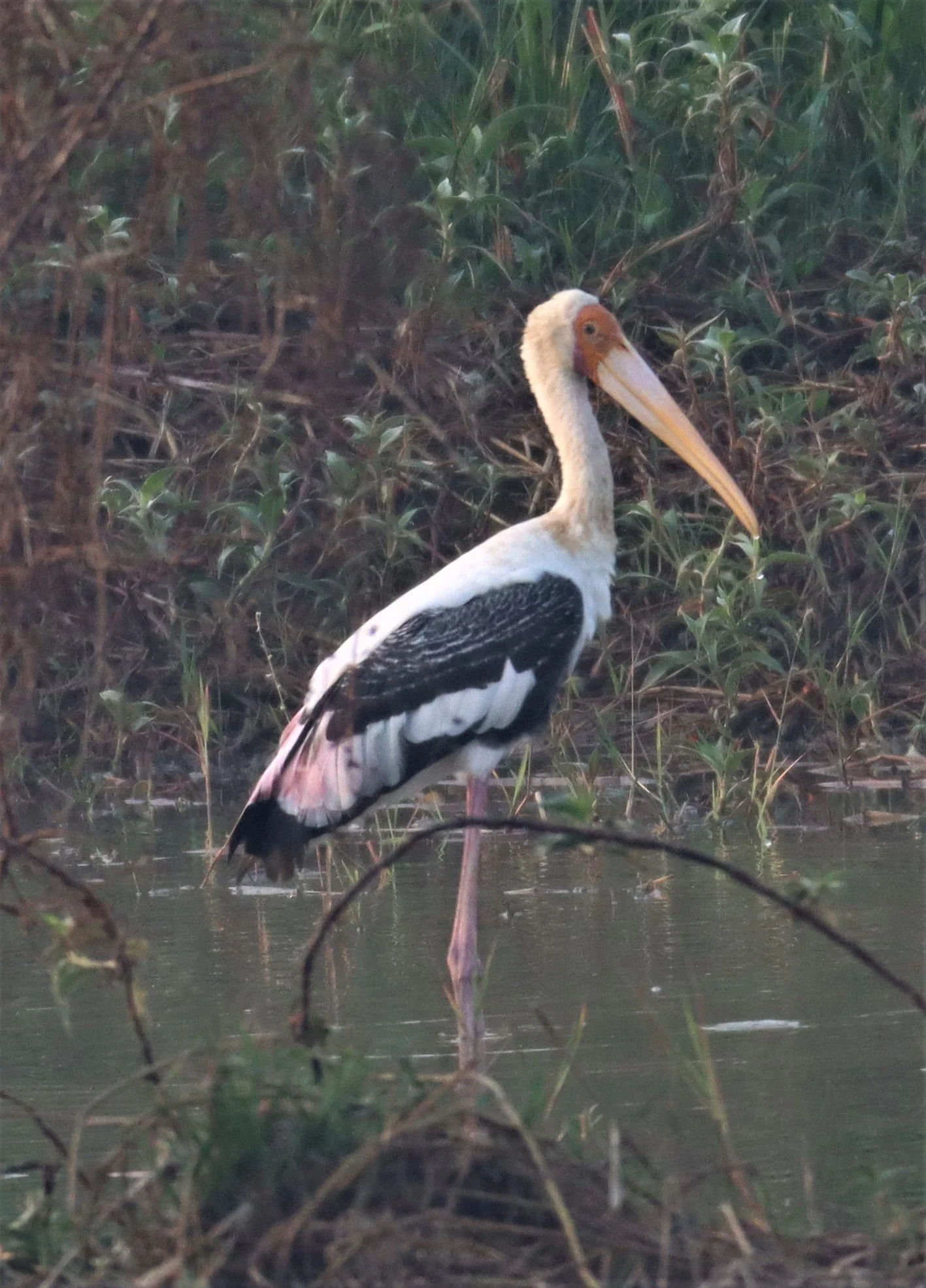 STORK - PAINTED STORK - Mycteria leucocephala - BUENG BORAPHET (12).jpg