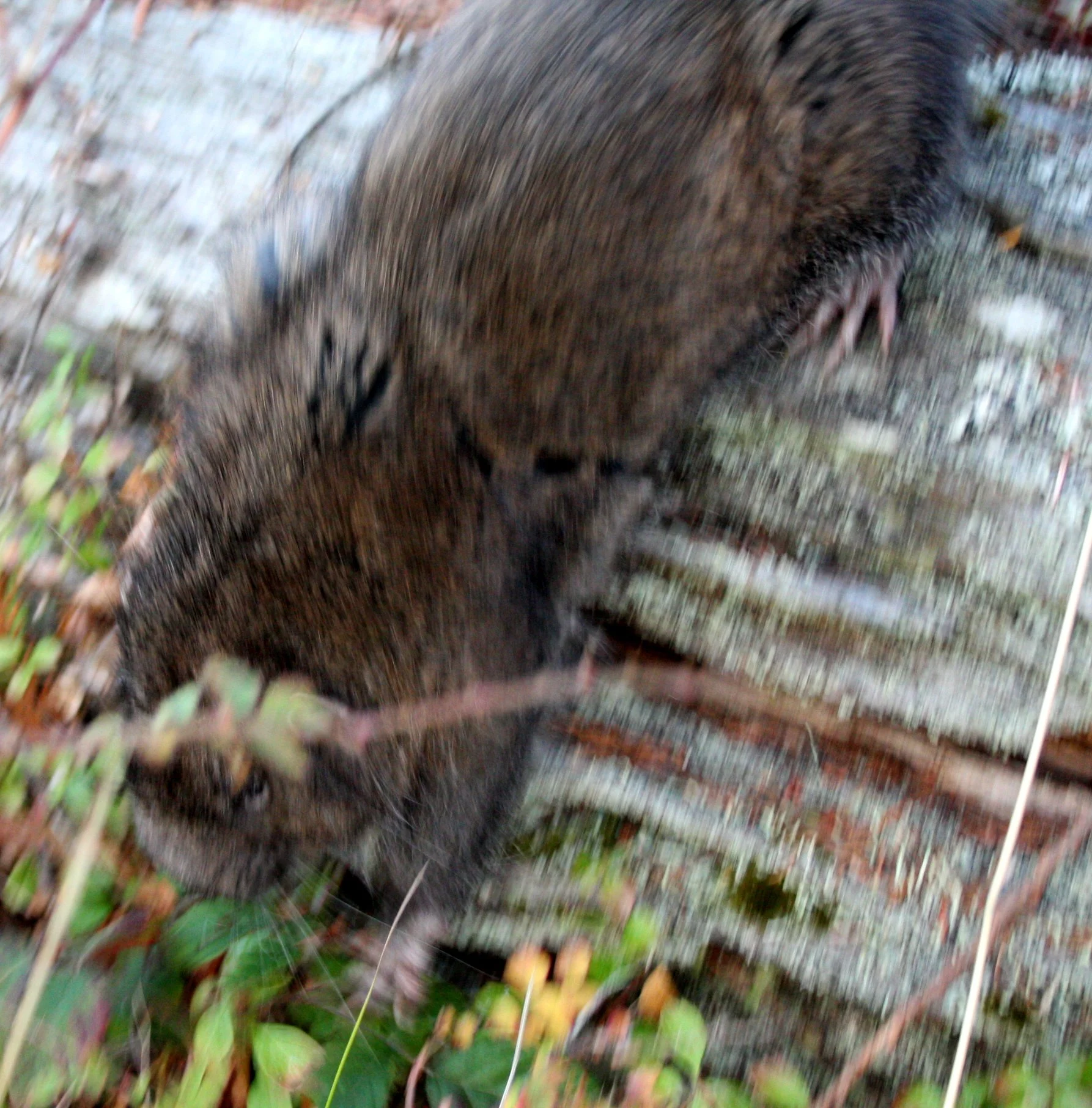 RODENT - MOUNTAIN BEAVER - LAKE FARM TRAILS WA (7).JPG