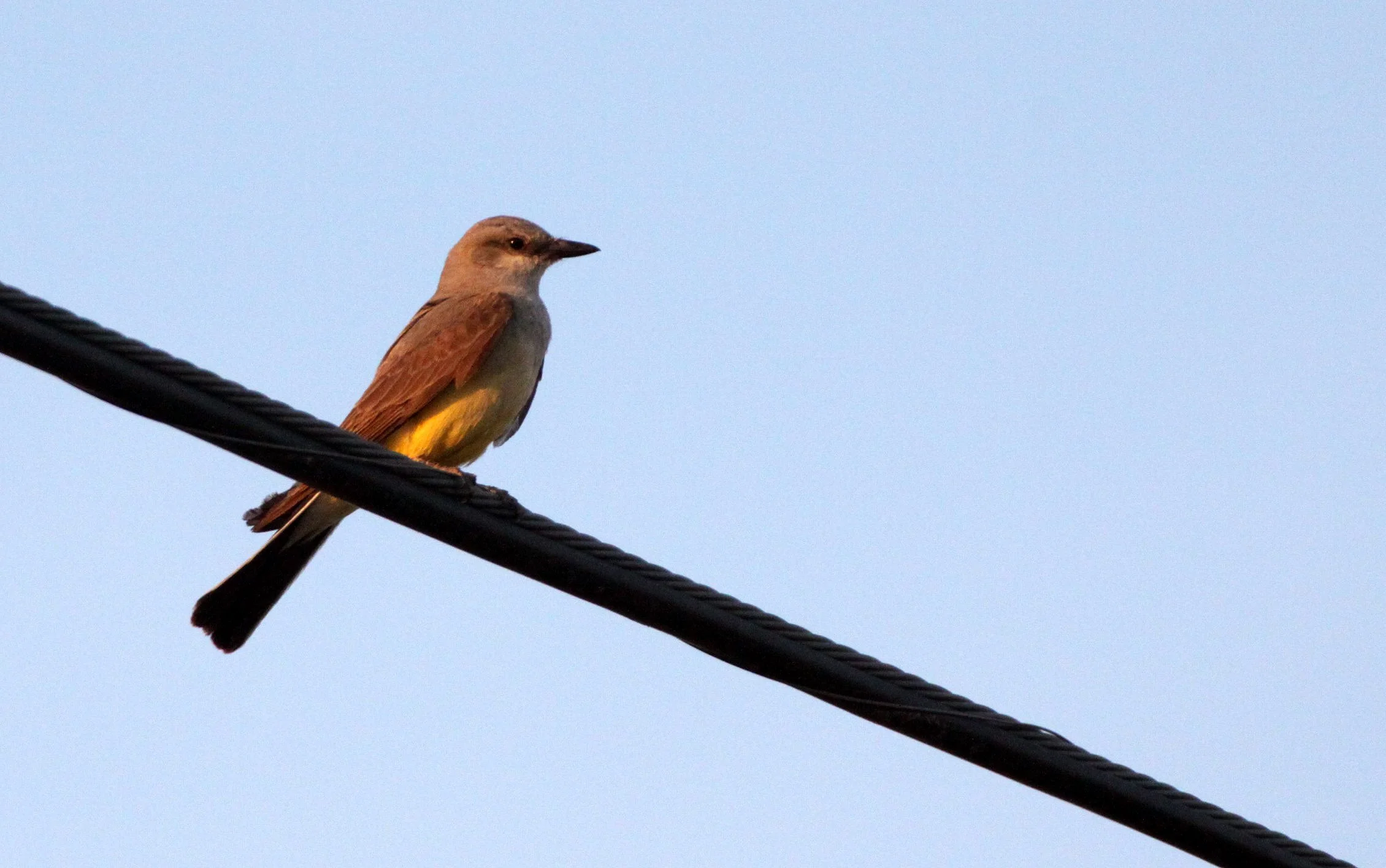 BIRD - KINGBIRD - WESTERN KINGBIRD - ELEPHANT BUTTE STATE PARK NEW MEXICO (3).JPG
