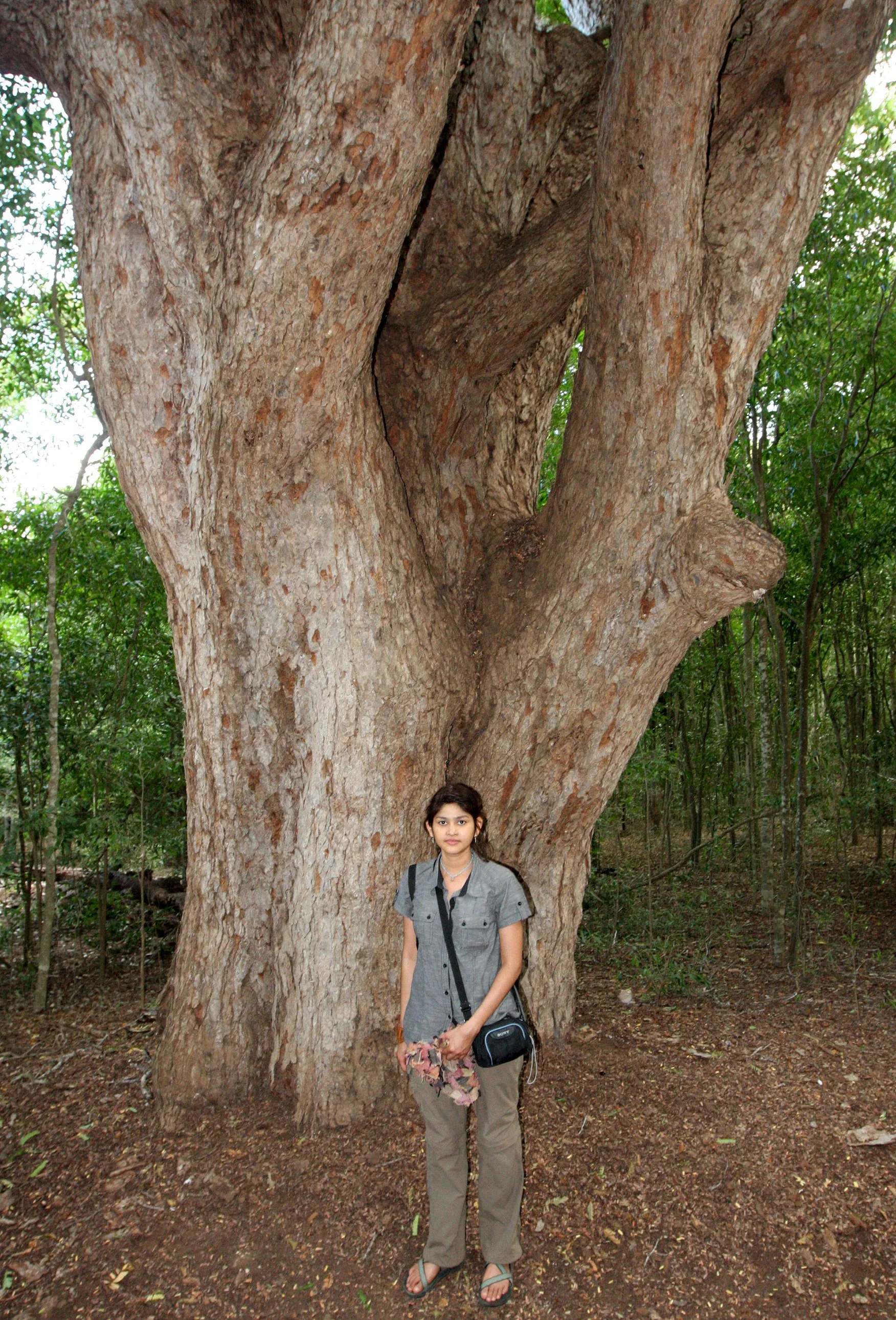 PLANT - TAMARAND GALLERY FOREST - BERENTY RESERVE MADAGASCAR (2).JPG