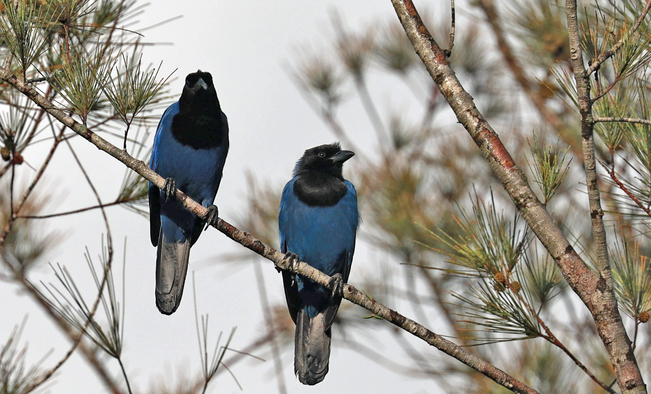 Azure Jay (Cyanocorax caeruleus) Superagui National Park, Brazil (16).jpg