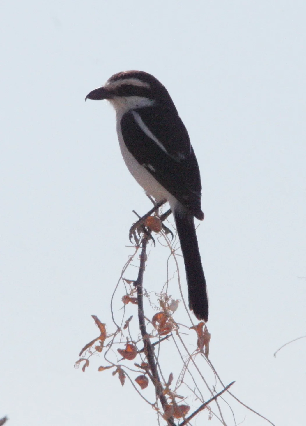 Common Fiscal Shrike (Lanius collaris) Etosha NP Namibia (3).JPG