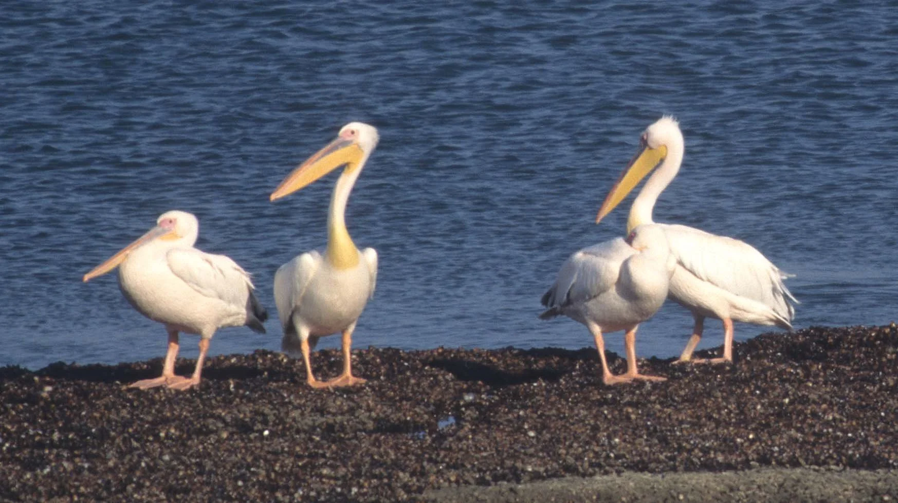 BIRDS - PELICAN - WHITE - NAMIBIA A.jpg