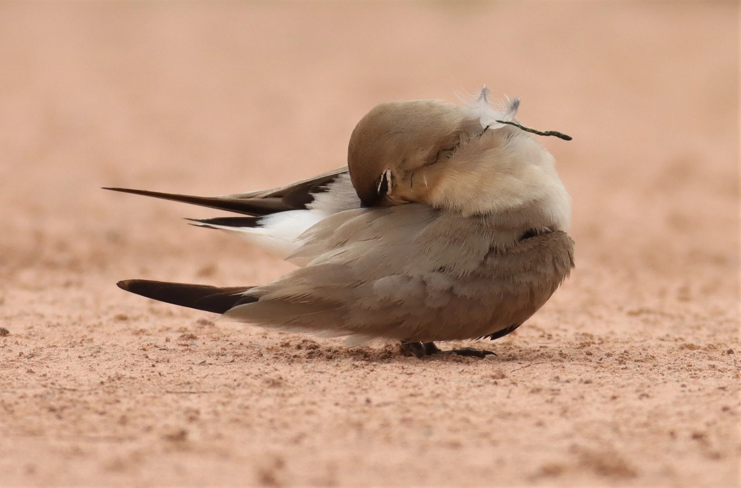 PRATINCOLE - SMALL PRATINCOLE - Glareola lactea - KABIN BURI WETLANDS 15KM OUT ON 304 (76).jpg