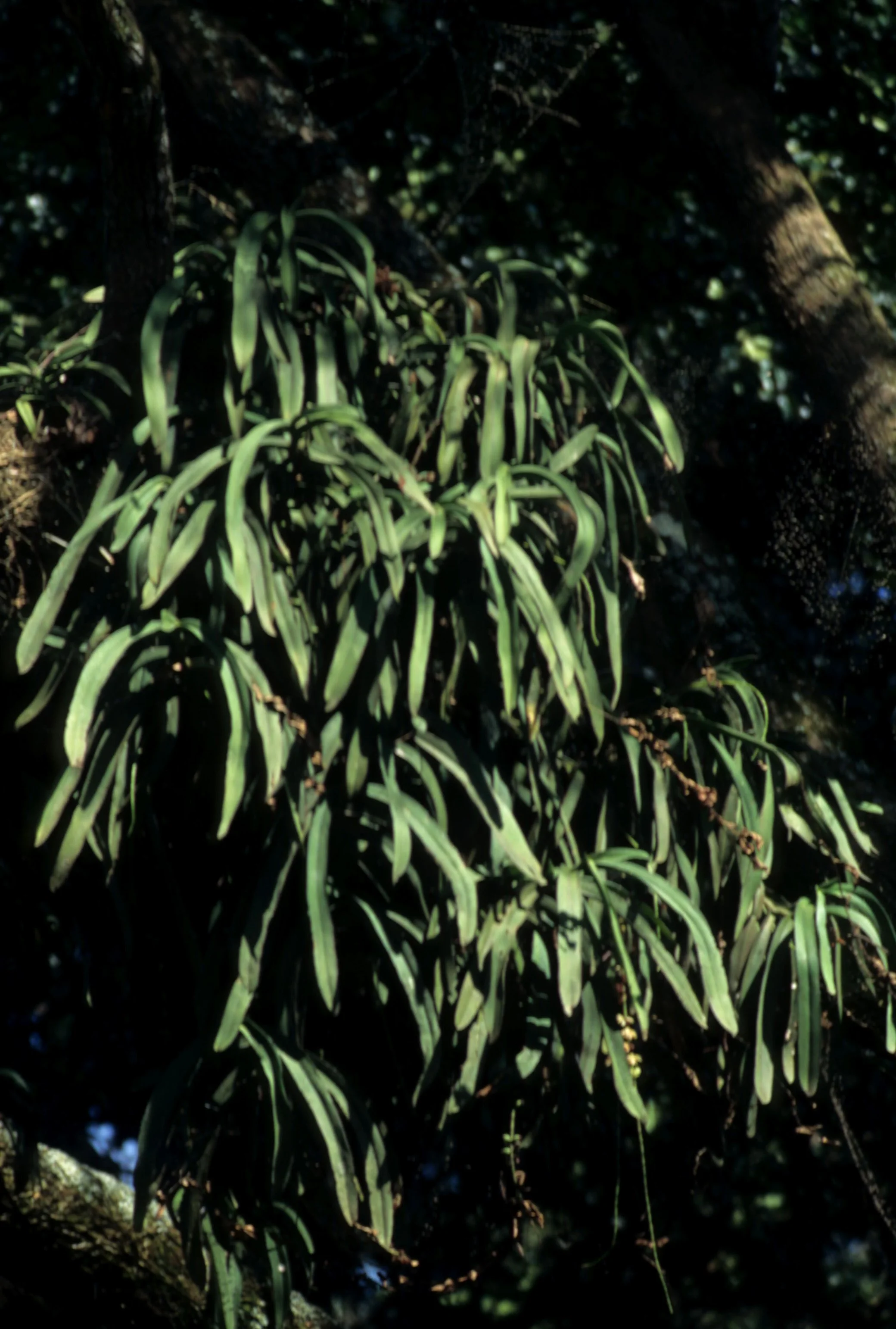 UGANDA - STAGHORN FERN SPECIES.jpg