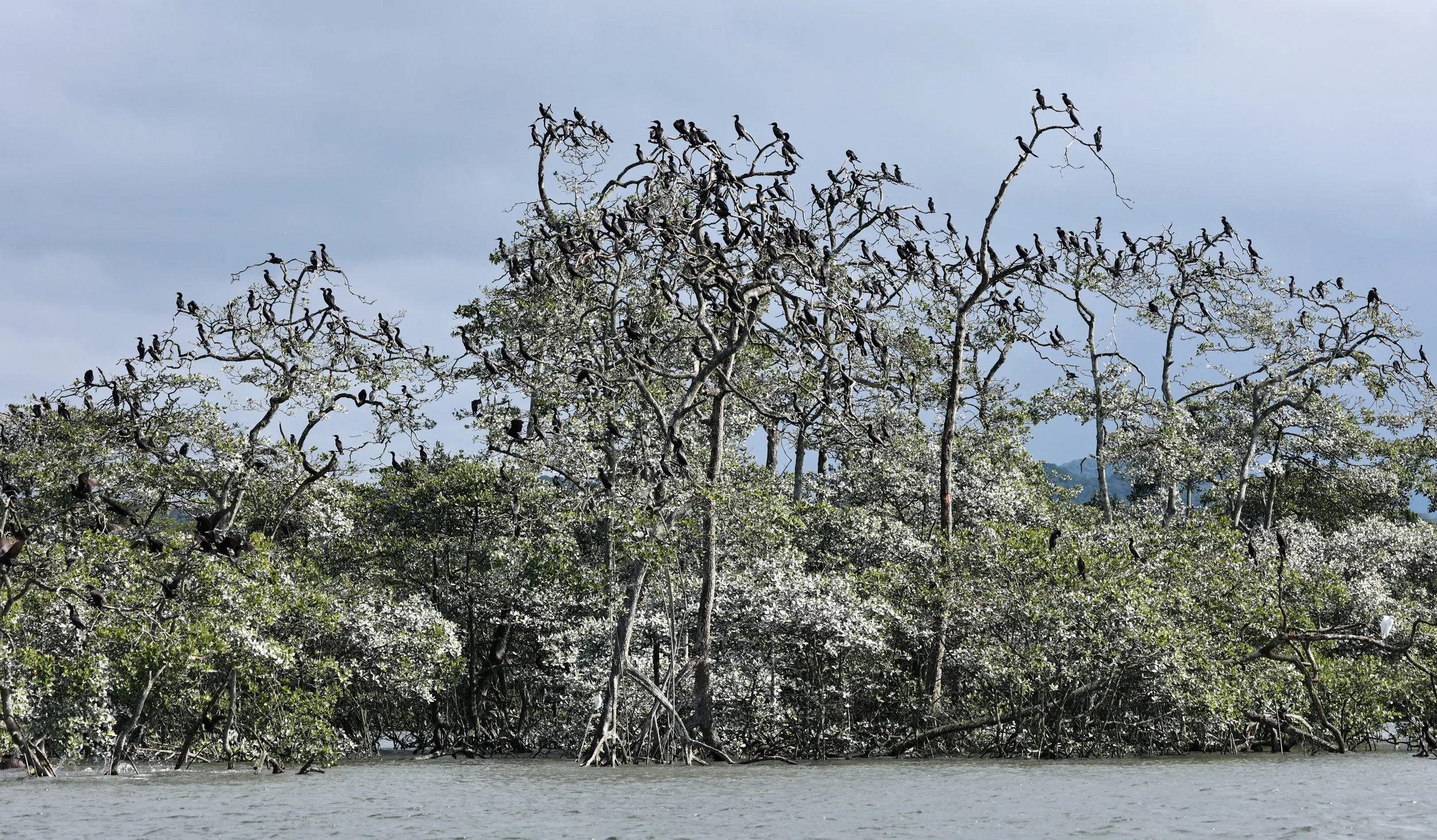 Neotropic Cormorant (Nannopterum brasilianum) Superagüi National Park, Brazil (3).jpg
