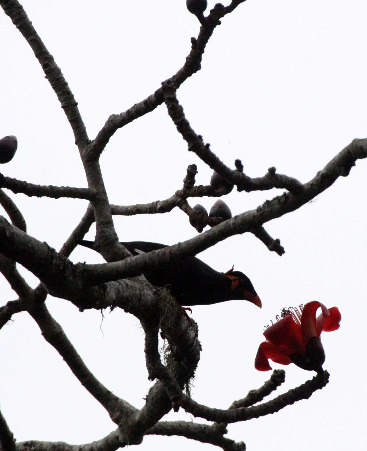 Hill Myna (Gracula religiosa) Khao Yai NP Thailand — Coke Smith Wildlife