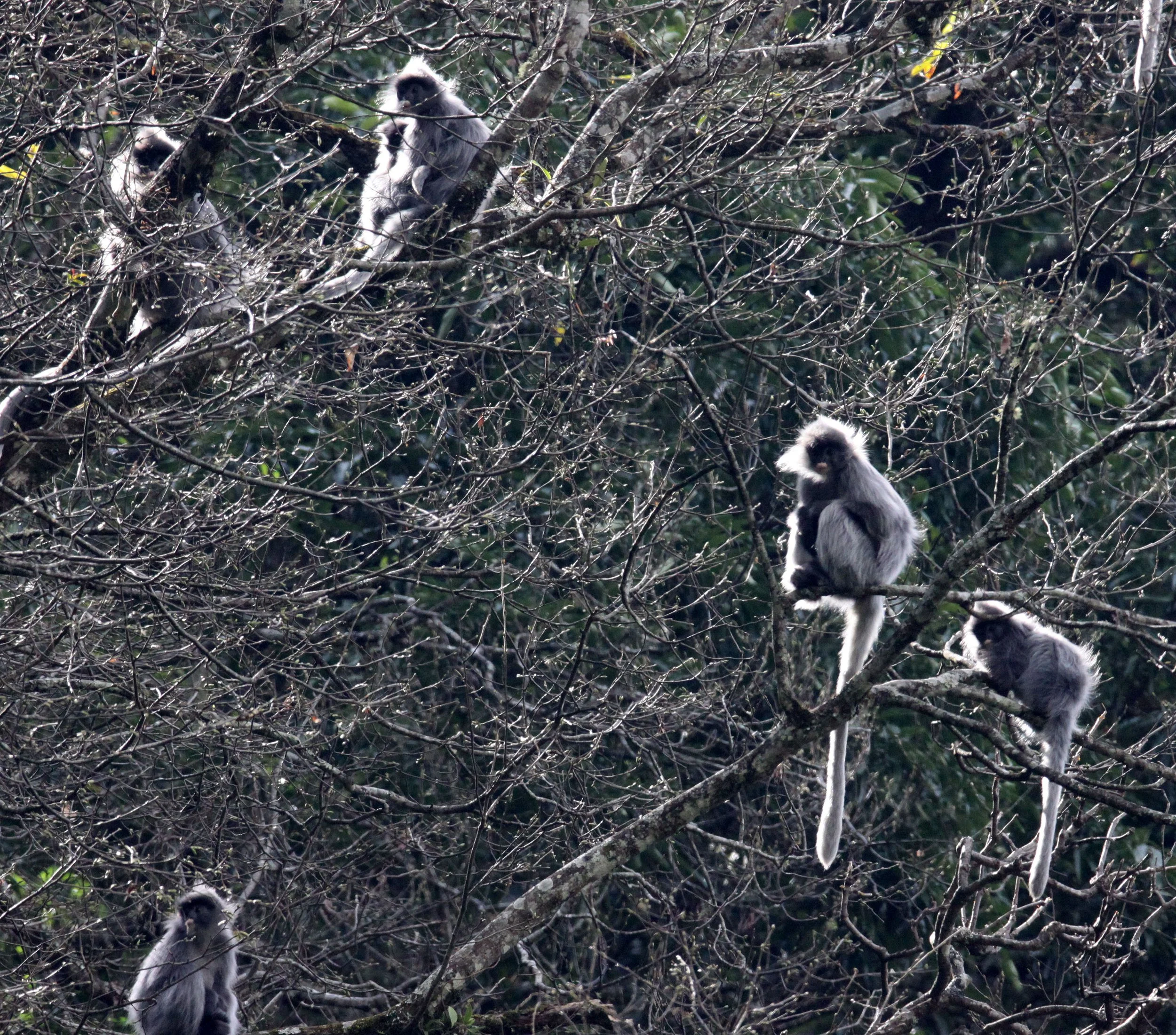 CERCOPITHECIDAE - Trachypithecus crepusculus - INDOCHINESE GRAY LANGUR - WULIANGSHAN NATURE RESERVE YUNNAN CHINA (97).JPG