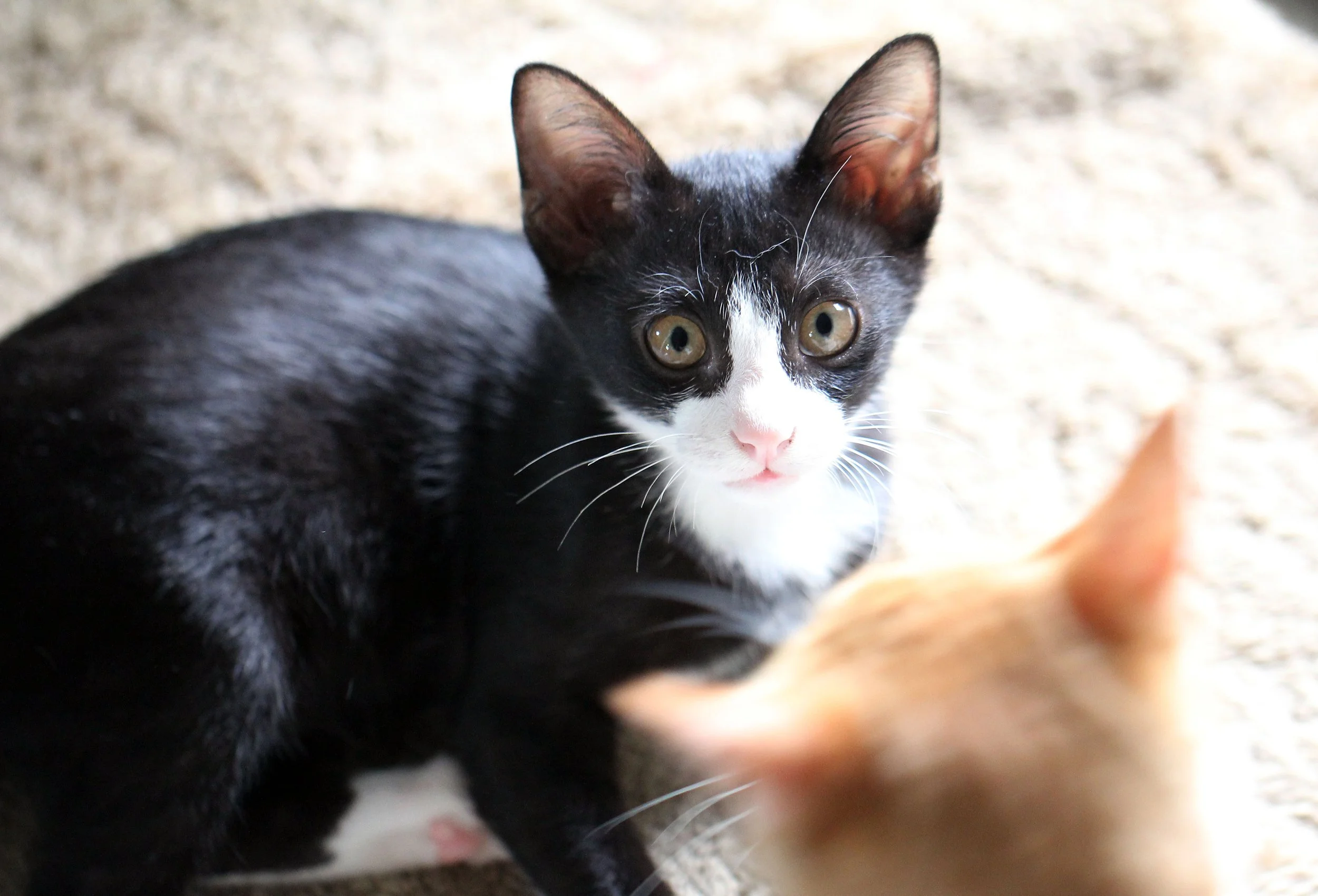 2015 Cats - Ukura & Jean Luc (1).JPG