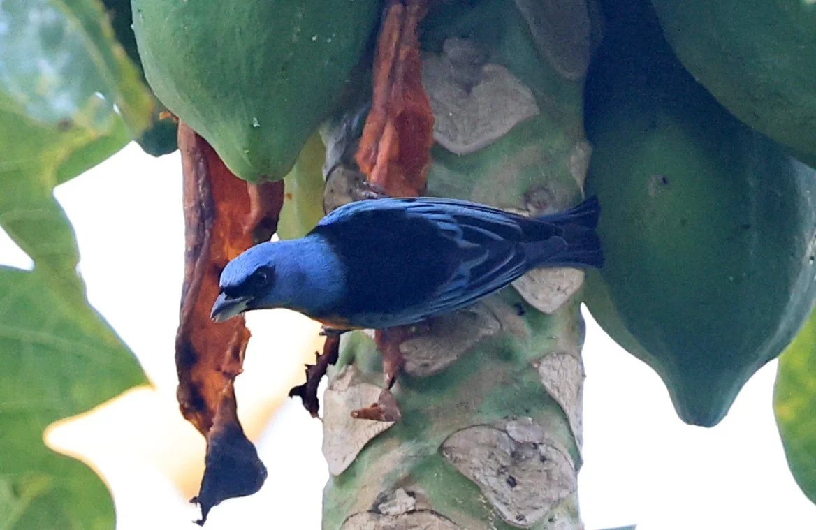 Blue-and-yellow Tanager (Thraupis bonariensis) Estancia Campo'i Paraguay (1).jpg