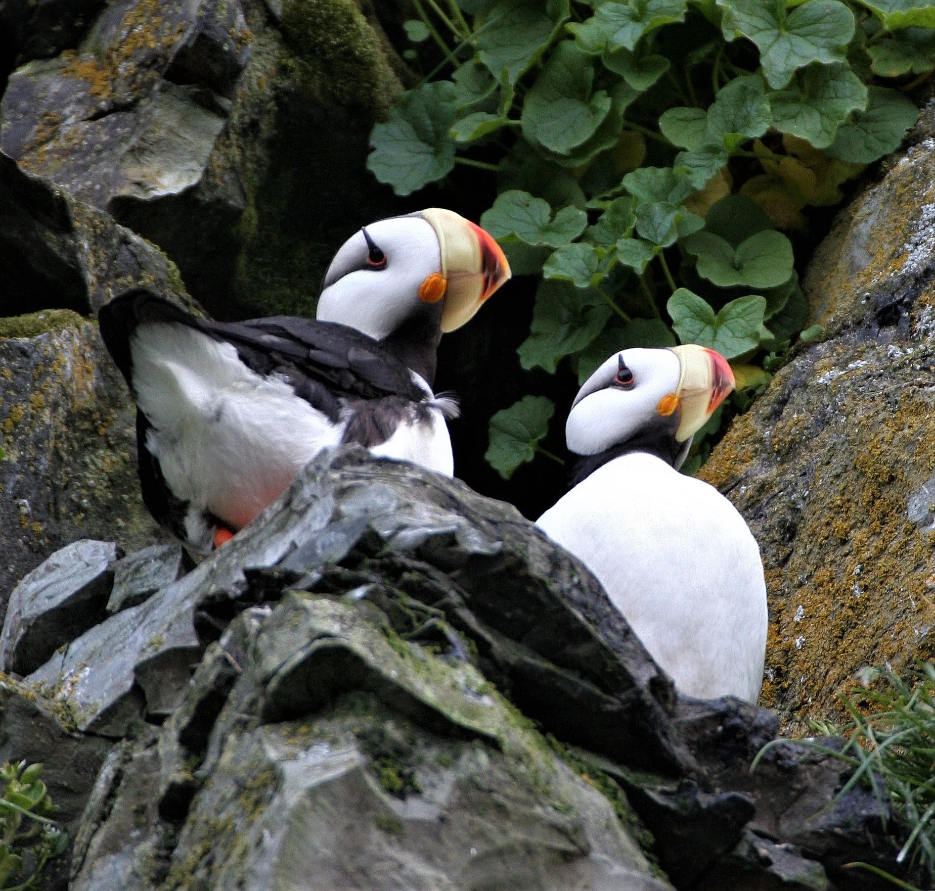 Fratercula corniculata - HORNED PUFFIN - ROOKERY ON MEDNY ISLAND COMMANDERS aa4 (4).jpg