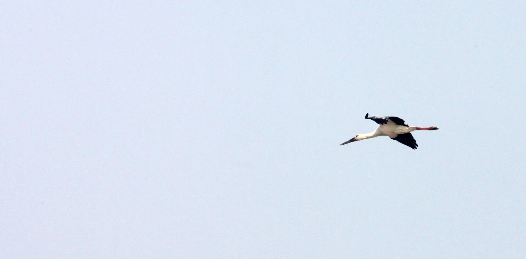 STORK - ORIENTAL STORK - Ciconia boyciana - POYANG LAKE, JIANGXI PROVINCE, CHINA (23).JPG