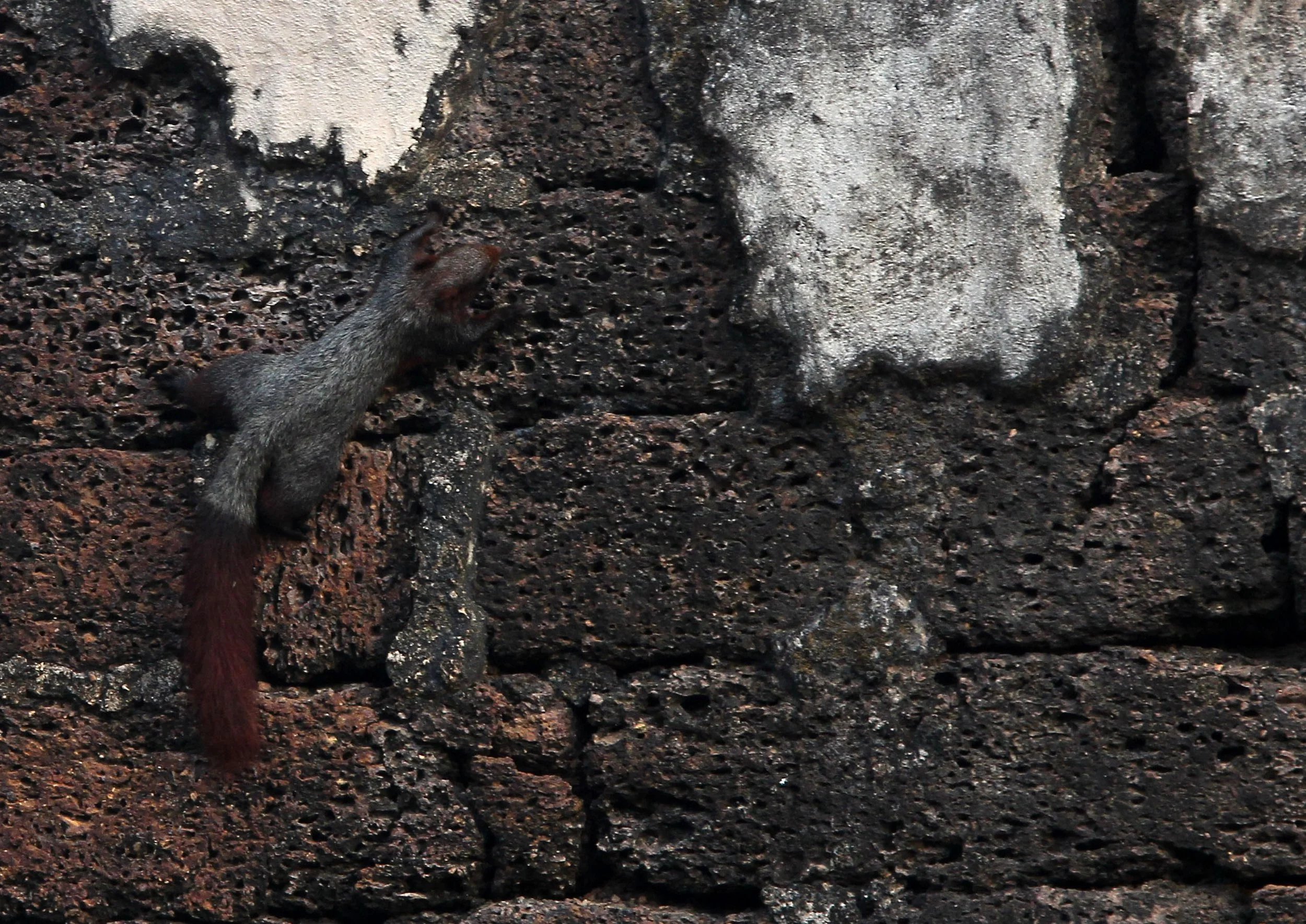 Callosciuris finlaysonii sinistralis - FINLAYSON'S VARIABLE SQUIRREL - SUKHOTHAI WORLD HERITAGE SITE THAILAND (13).JPG