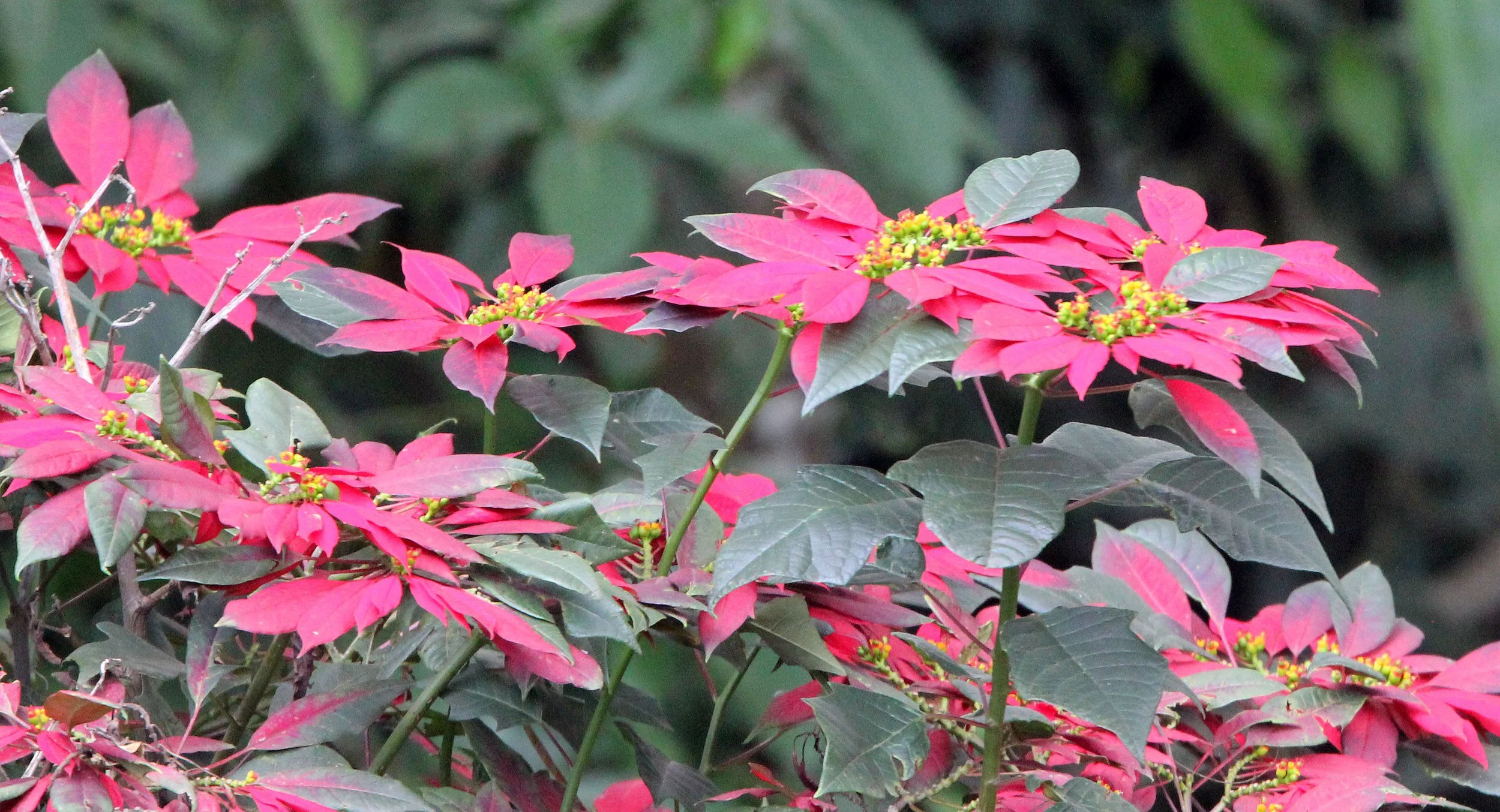 NYUNGWE NATIONAL PARK RWANDA (426).JPG