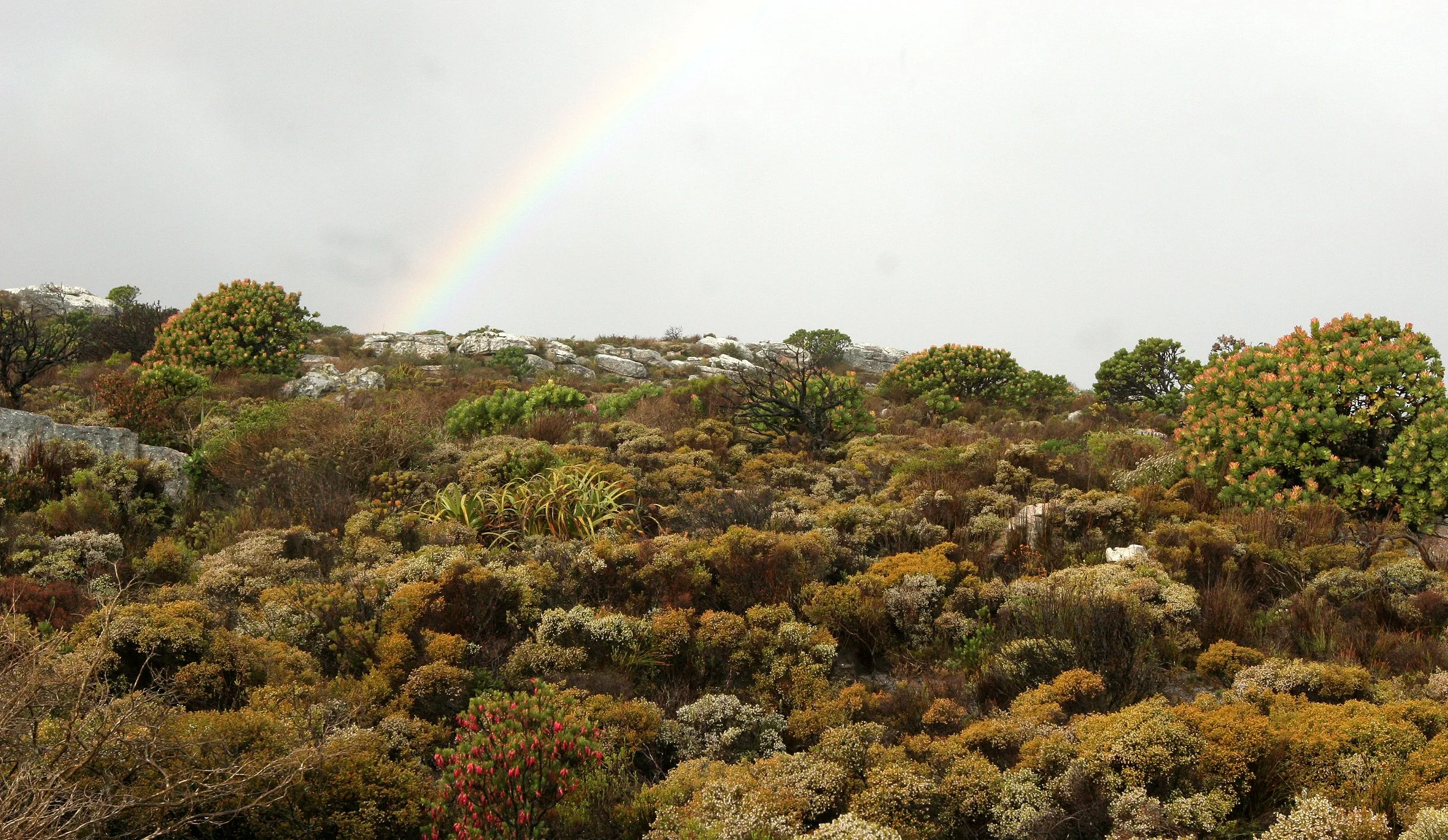 TABLE MOUNTAIN NATIONAL PARK - COASTAL FYNBO PLANT COMMUNITY (11).JPG