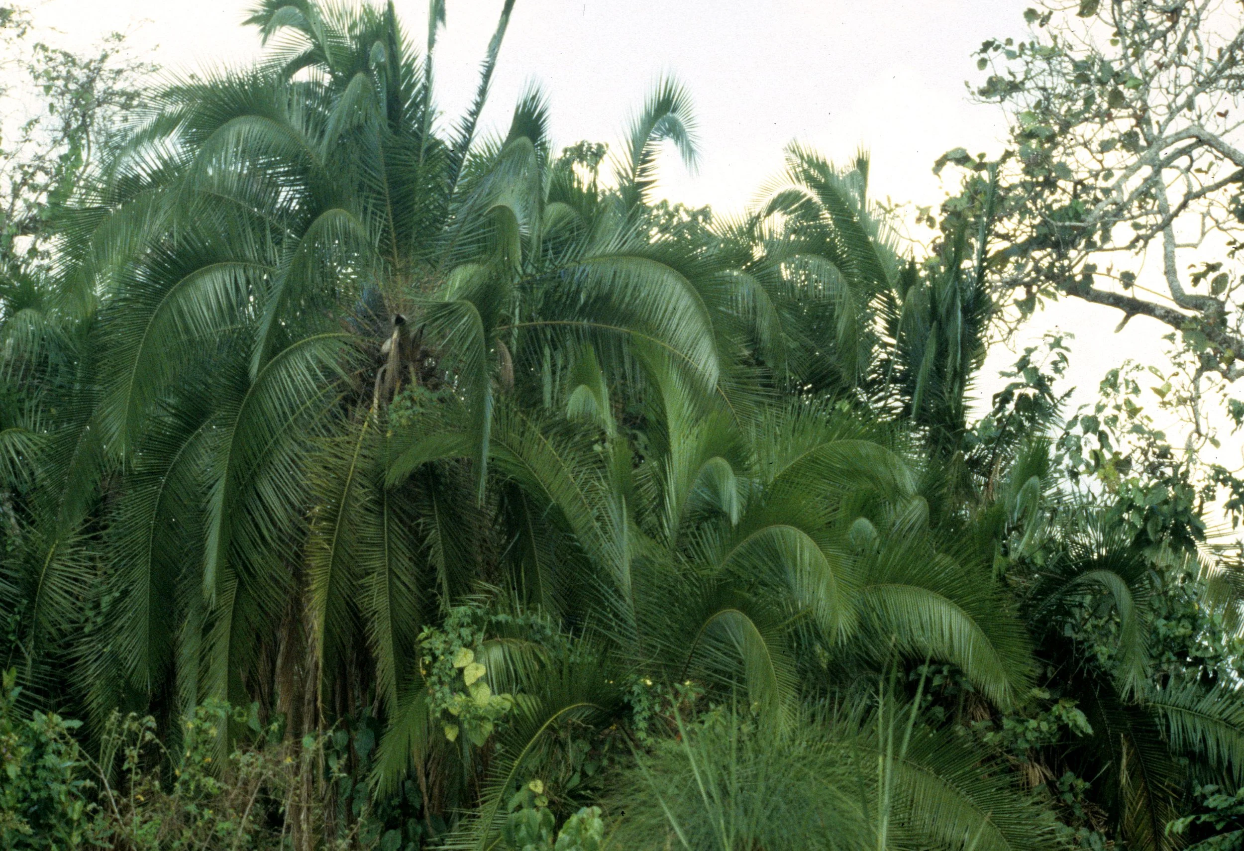UGANDA - PALM SPECIES.jpg