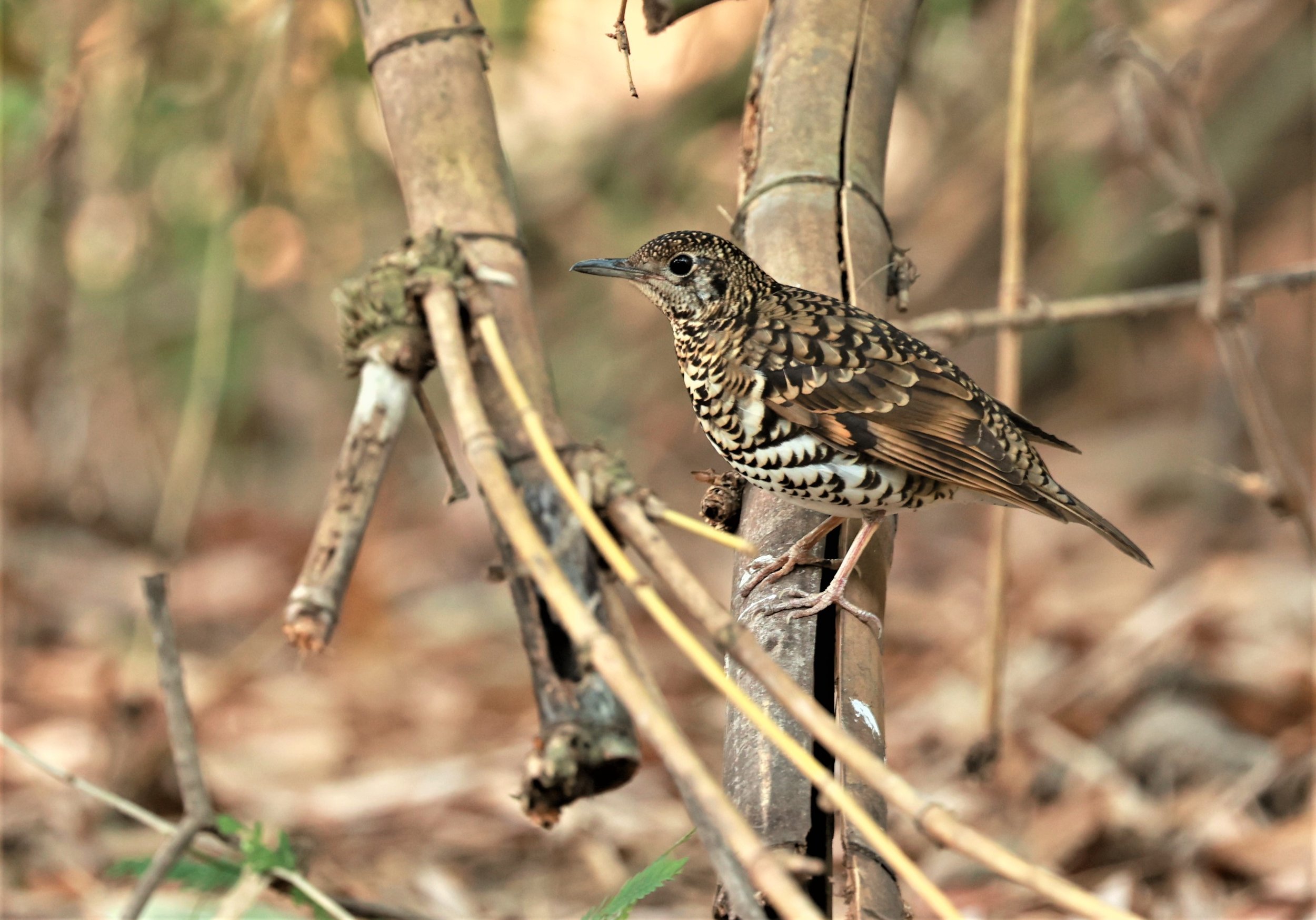 White's Thrush (Zoothera aurea) Putthamonthon Park Nakhon Pathom Thailand (1).jpg