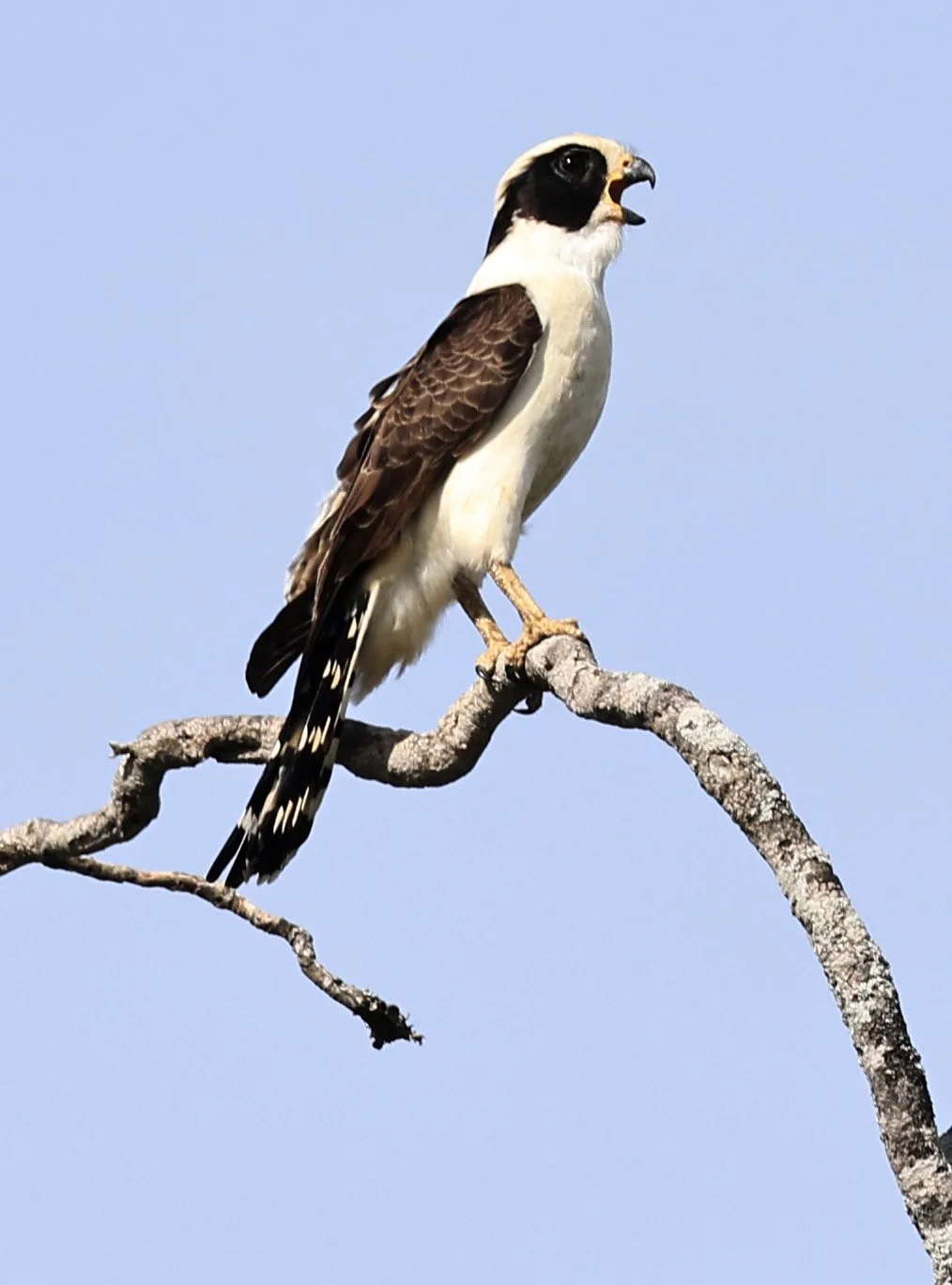Laughing Falcon (Herpetotheres cachinnans) Reserva Natural Canada el Carmen, Paraguay (16).jpg