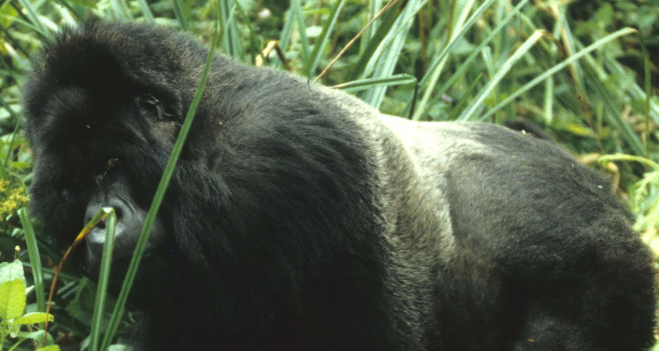 PRIMATE - GORILLA-RWANDA PARC DU VULCANS (53).jpg