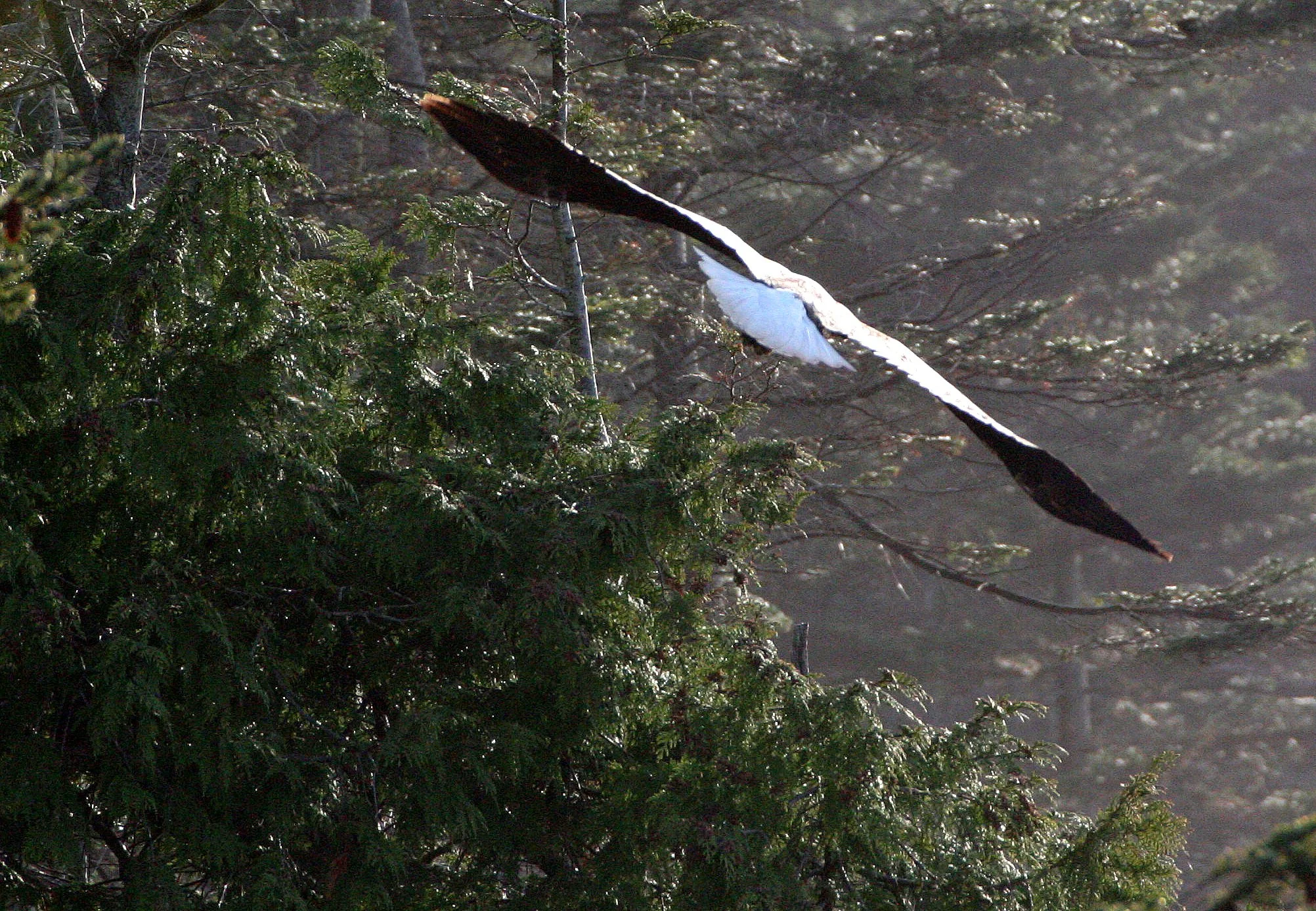 Haliaeetus leucocephalus - AMERICAN BALD EAGLE - LAKE FARM BLUFFS WASHINGTON (169).JPG