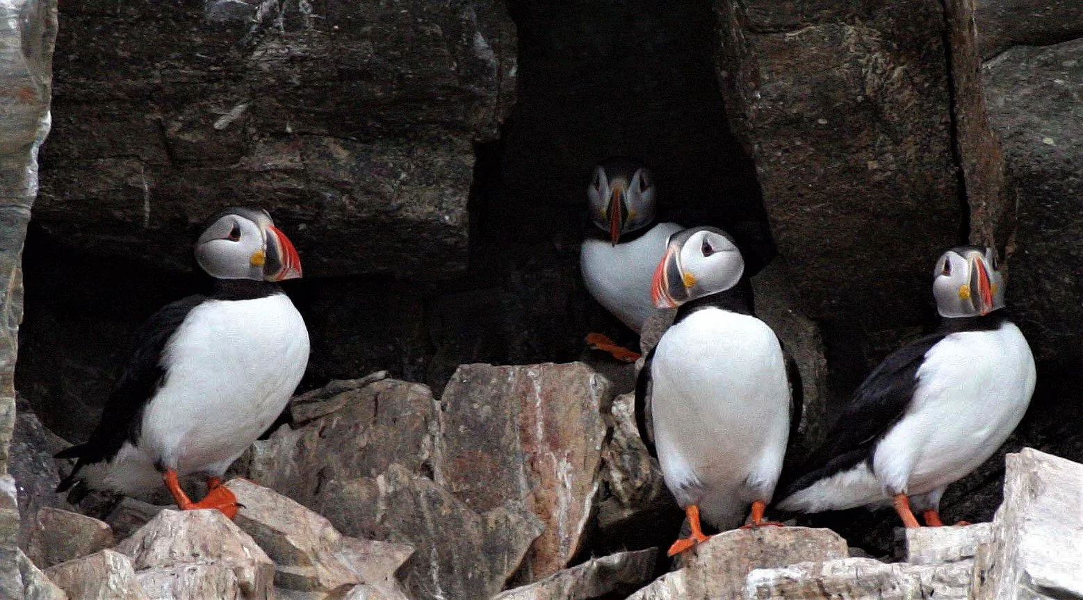 Fratercula arctica - ATLANTIC PUFFIN - SVALBARD aa (9).jpg