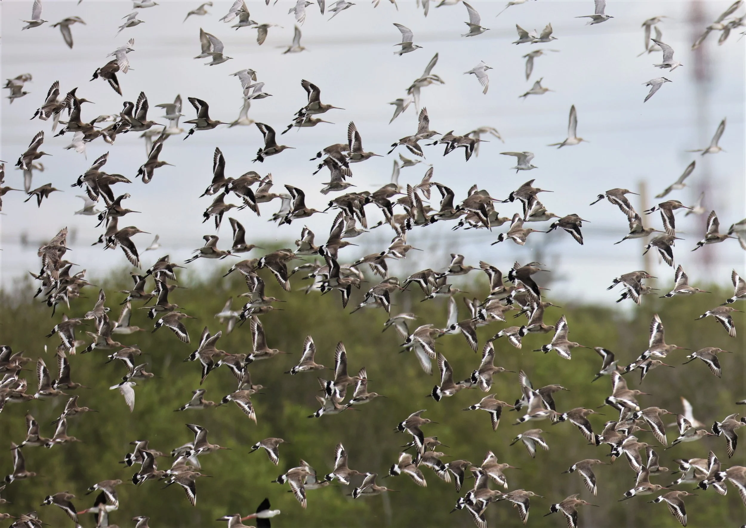 GODWIT - BLACK-TAILED GODWIT - Limosa limosa - BANG PU MANGROVE FOREST 13 OCT 2021 (14).jpg