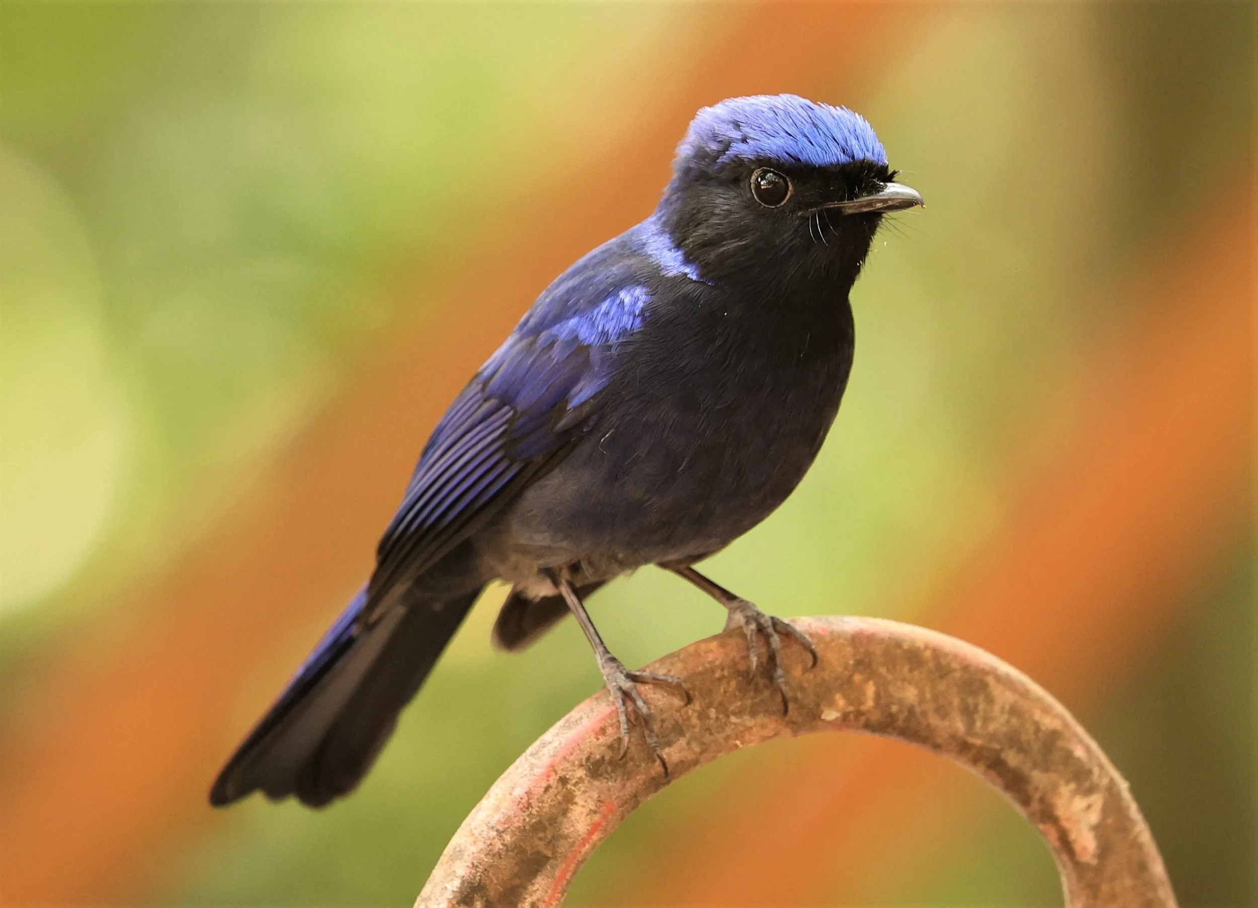 NILTAVA - SMALL NILTAVA - Niltava macgrigoriae - DOI ANG KHANG CHIANG MAI (18).jpg