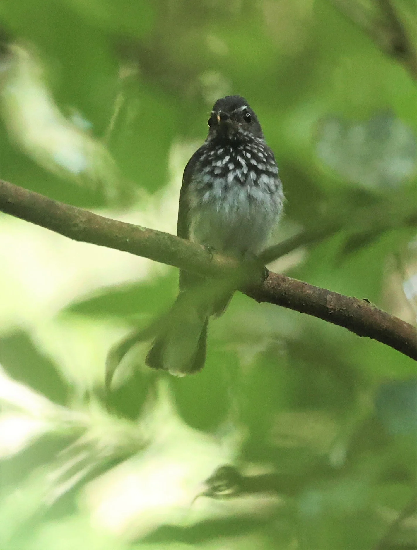 Rhipidura albogularis - SPOT-BREASTED FANTAIL - TAMAN NEGARA KUMBANG HIDE MALAYSIA (7).jpg
