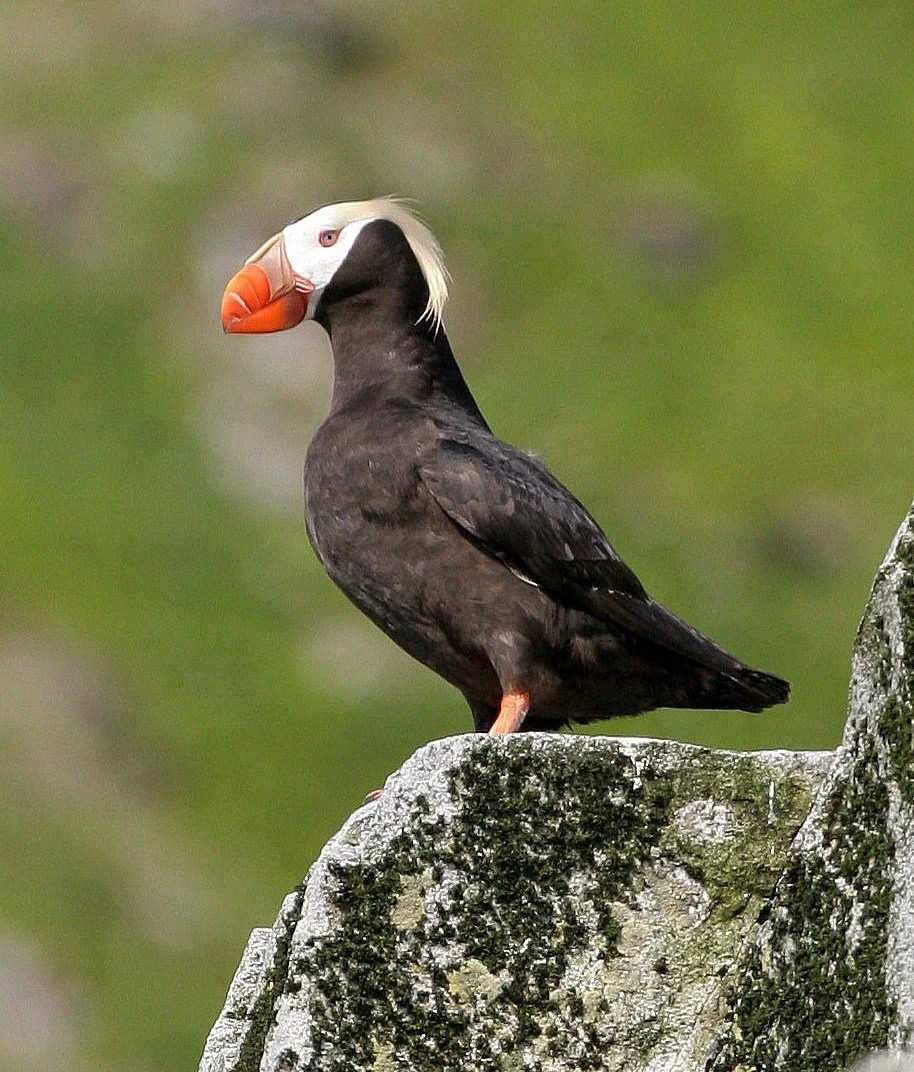 Fratercula cirrhata - TUFTED PUFFIN - COMMANDER ISLANDS (13).jpg