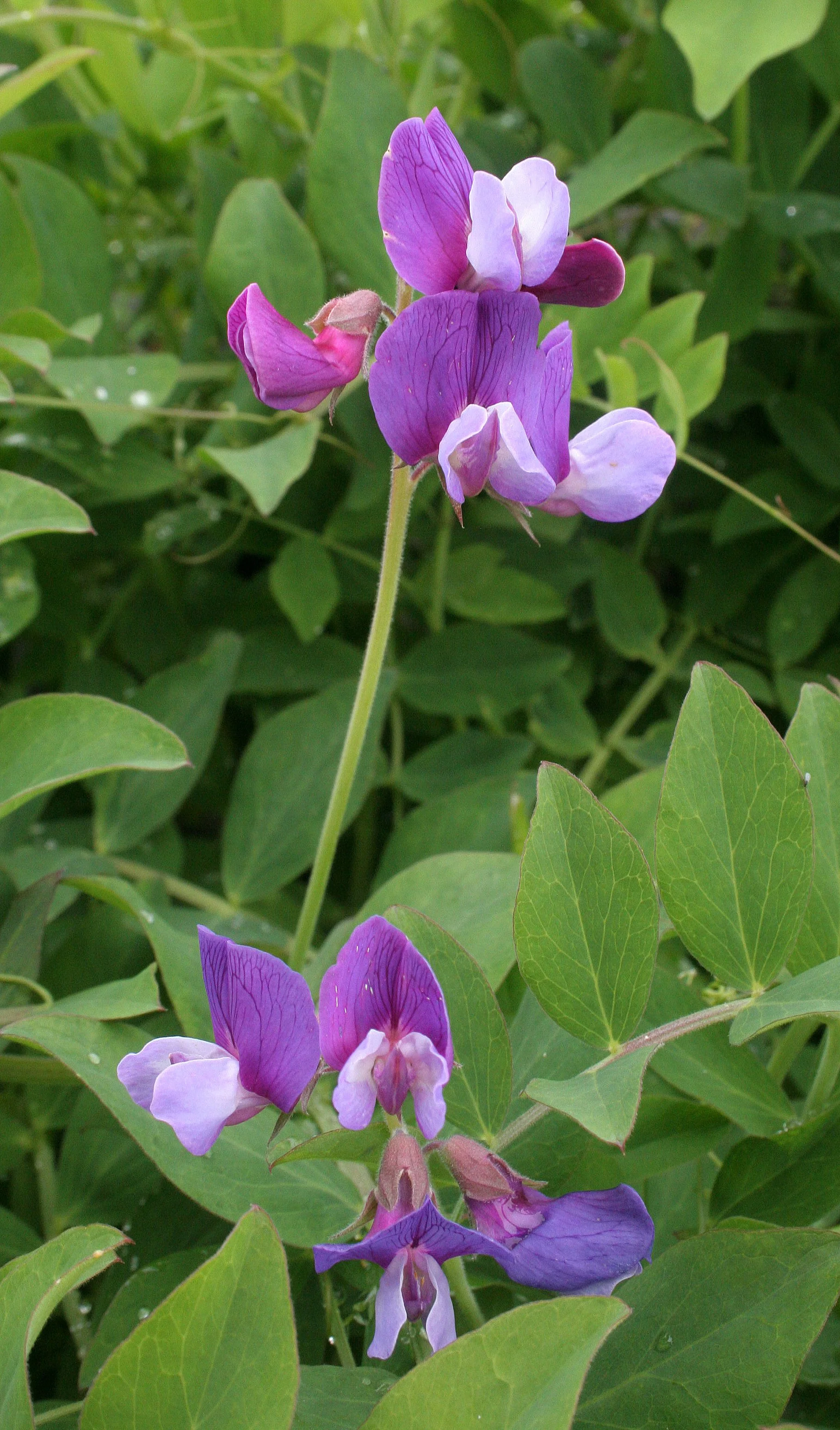 KURIL ISLANDS - FLORA  (112).jpg