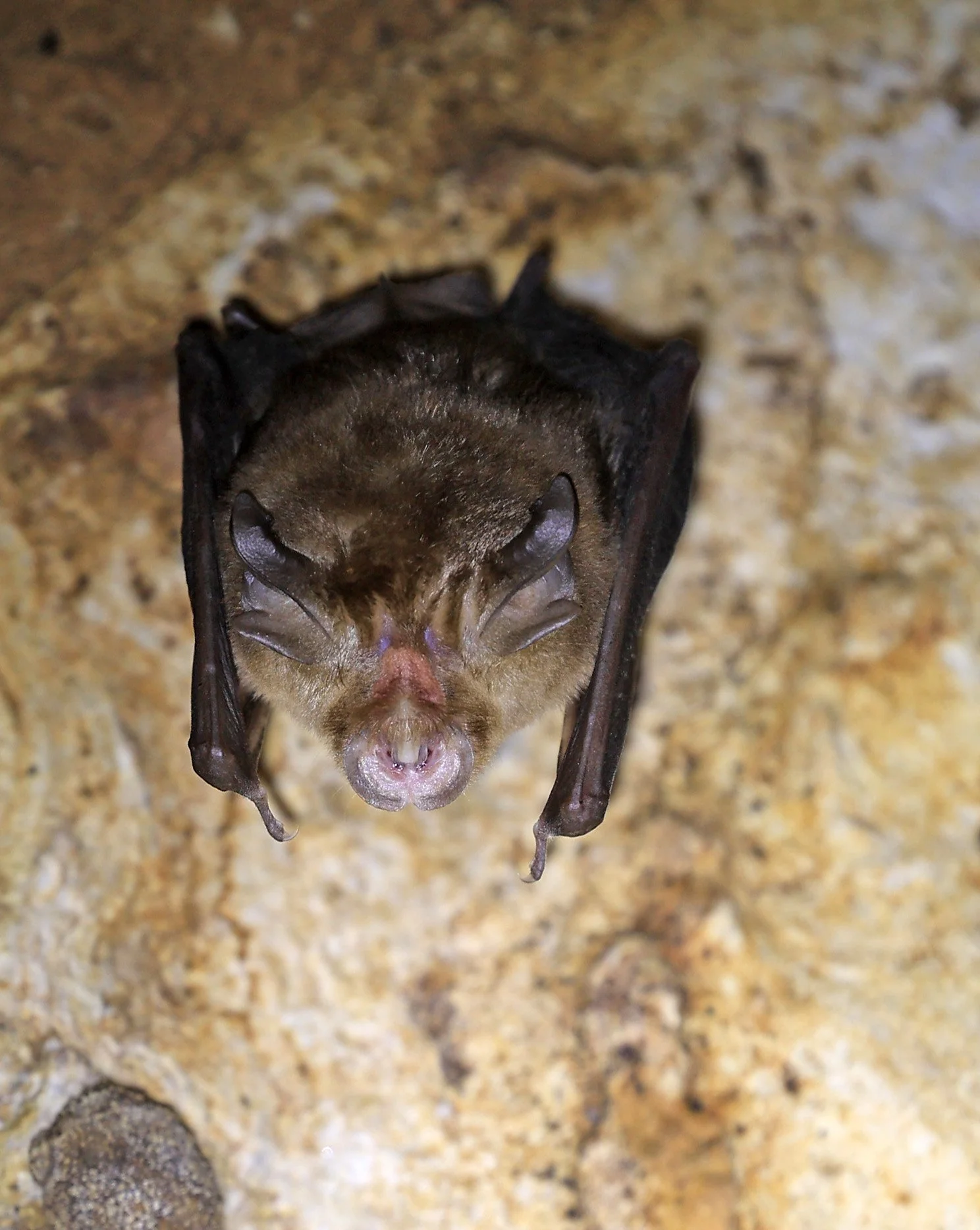 Shamel’s Horseshoe Bat (Rhinolophus shameli) Wat Tham Sila Thong Temple Pak Chong Thailand near Khao Yai (4).jpg