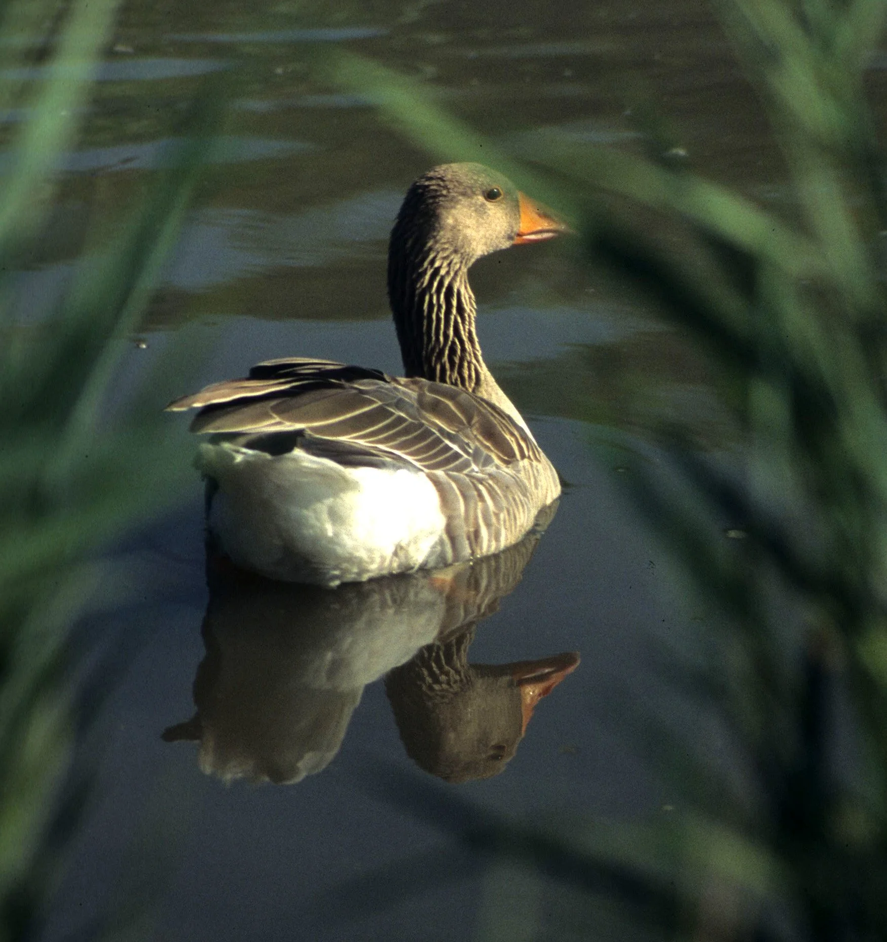 GOOSE - GREYLAG GOOSE - Anser anser - LA CAMARGUE FRANCE (11).jpg