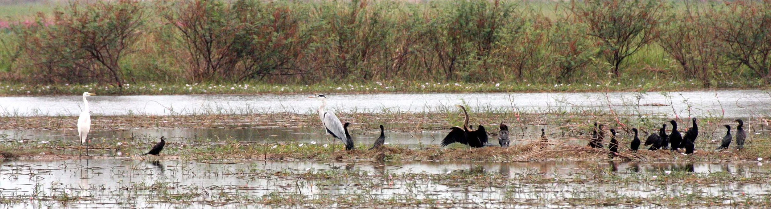 DARTER - Anhinga melanogaster - WITH GREY HERON AND LITTLE CORMORANTS - BUENG BORAPHET THAILAND (5).JPG