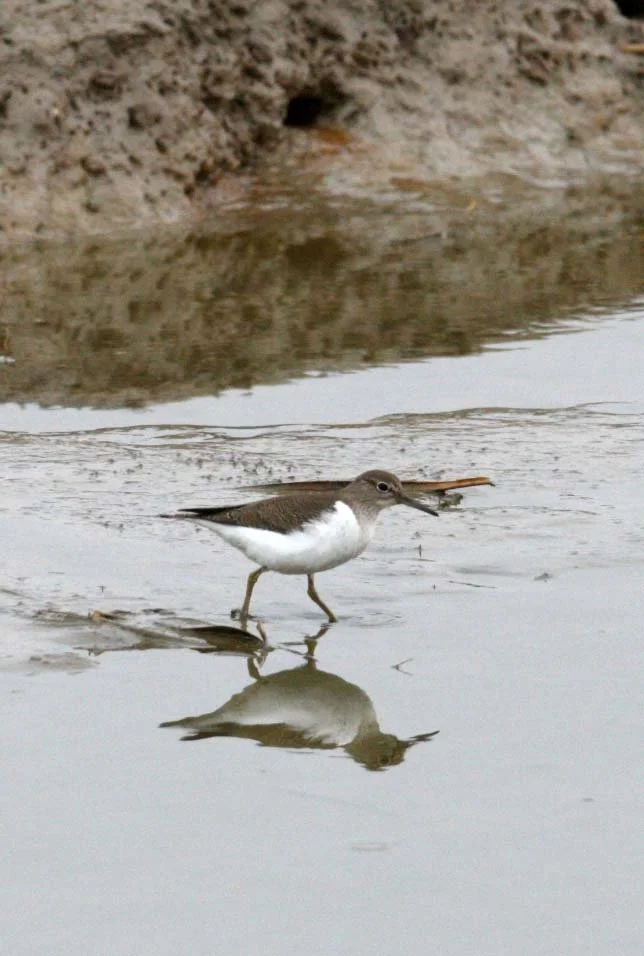 BIRD - SANDPIPER - COMMON SANDPIPER- YANCHENG CHINA (9).JPG
