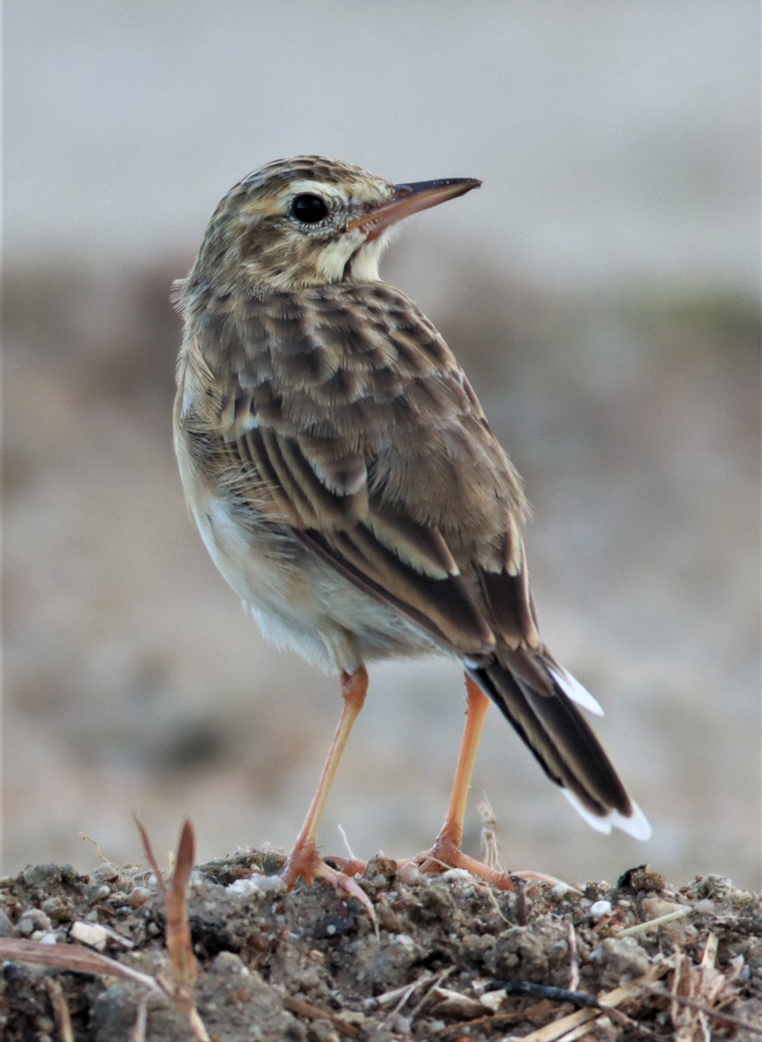 Paddyfield Pipit (Anthus rufulus) PRACHUAP KHIRI KHAN AREA (14).jpg