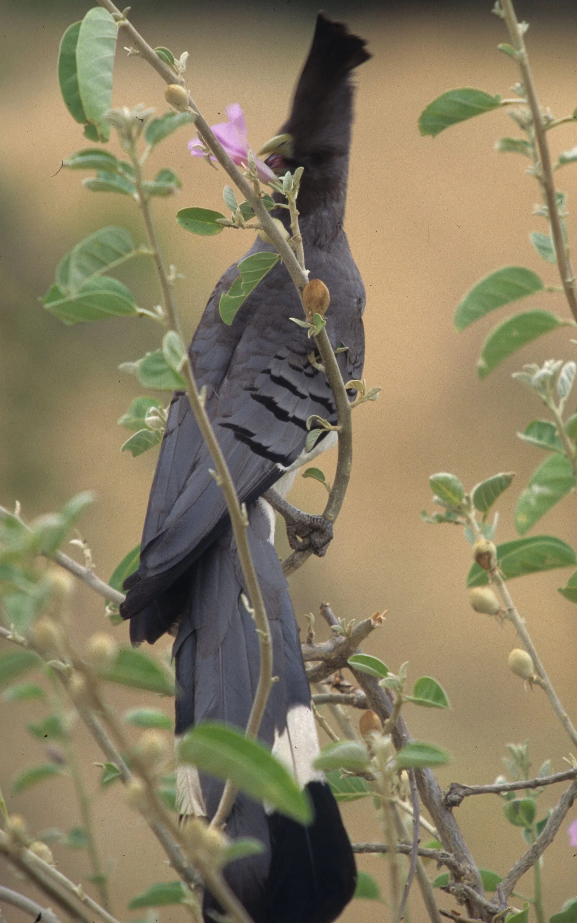 BIRDS - GO AWAY - WHITE BELLIED - UGANDA A.jpg