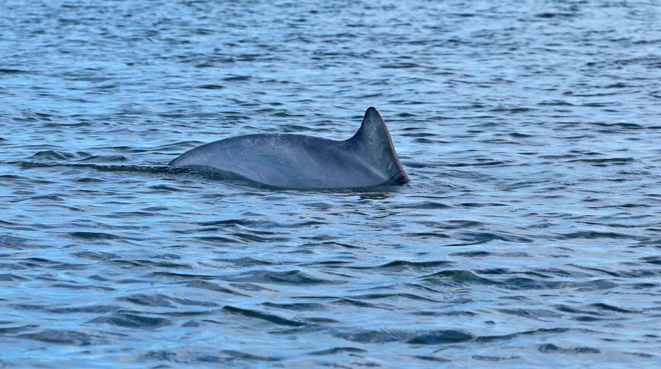 Guiana Dolphin (Sotalia guianensis) Superagüi National Park, Brazil (31).jpg