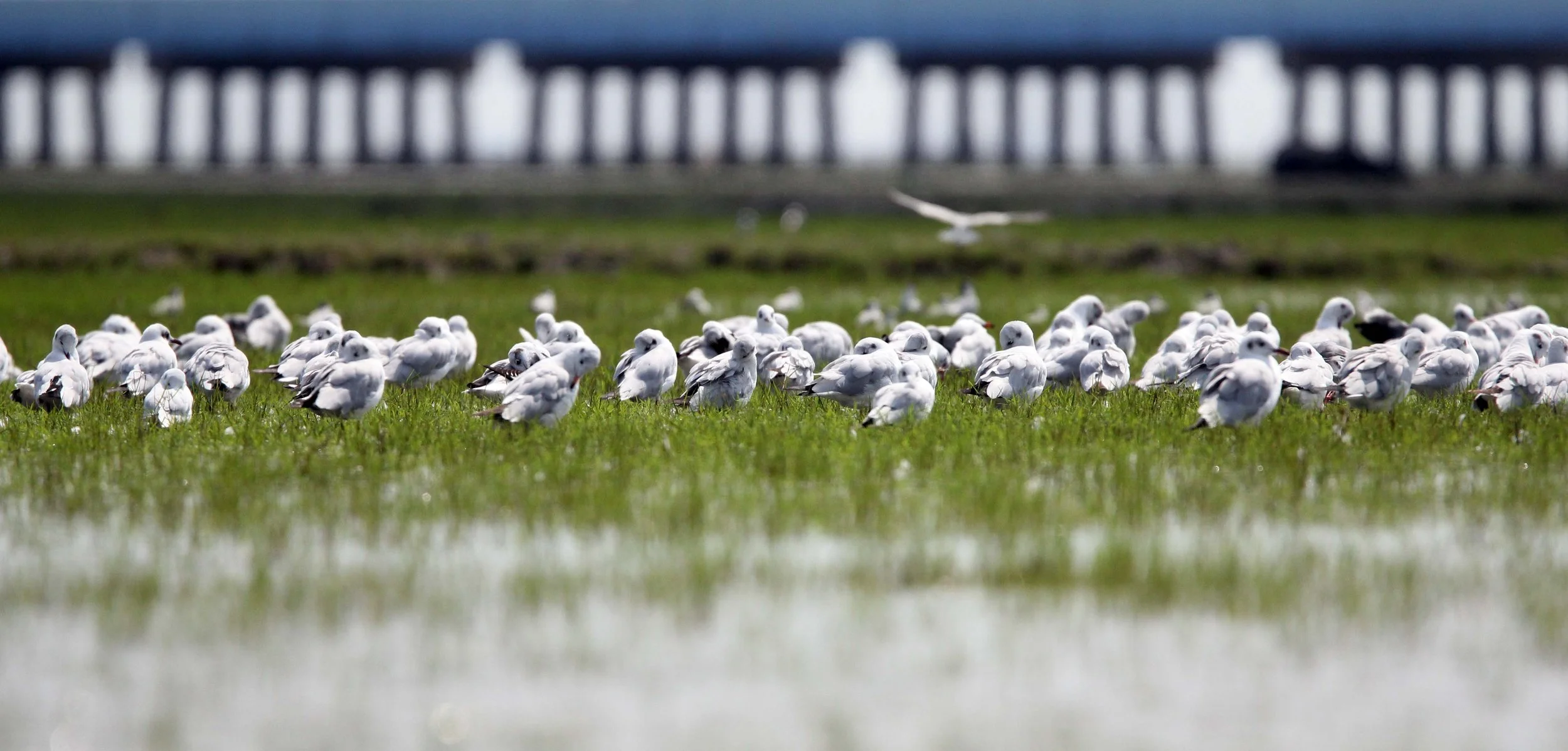 GULL - BROWN-HEADED GULL - Larus brunnicephalus - THALE NOI WATERBIRD PARK - PHATTHALUNG 26 (1).JPG