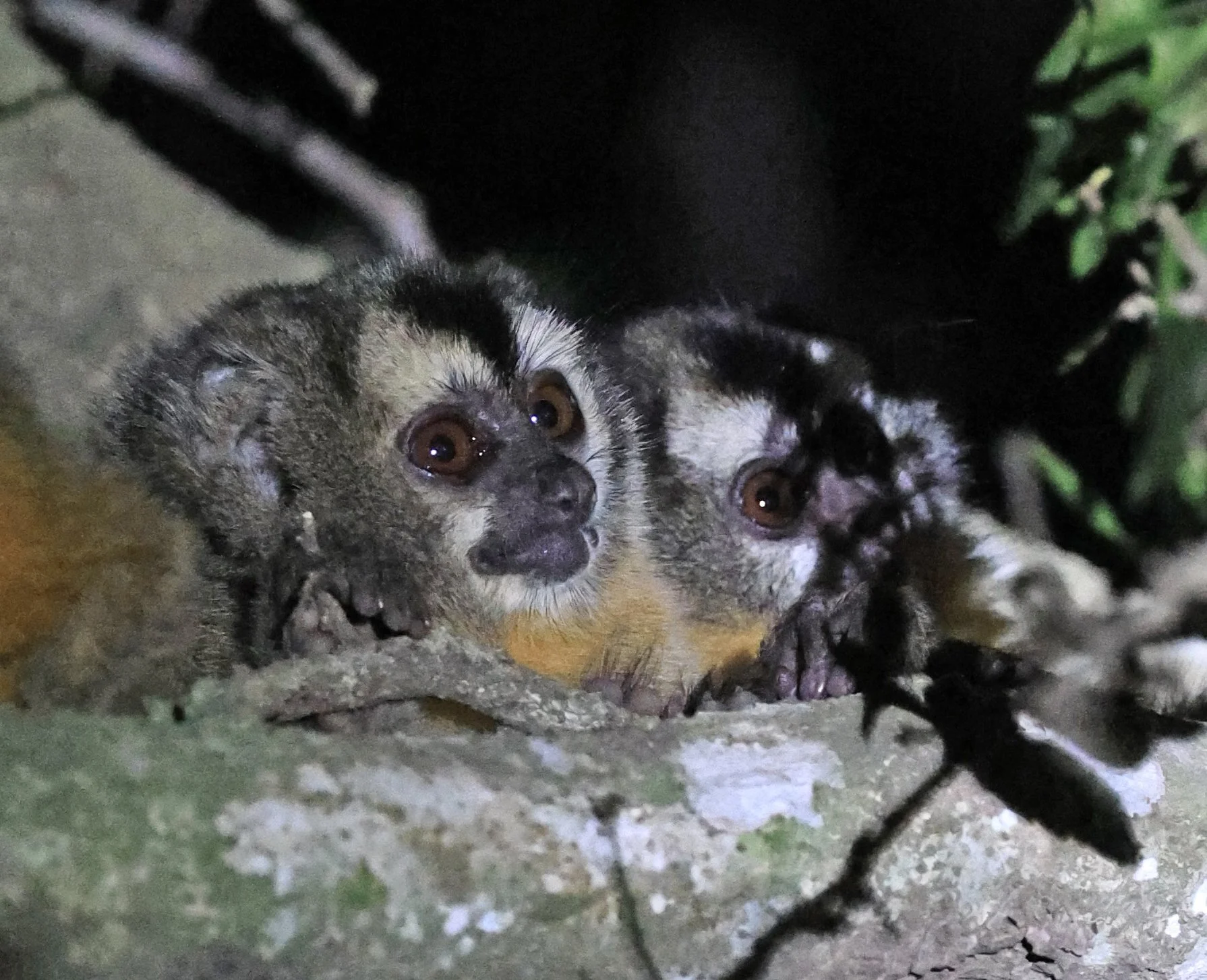 Azara's Night Monkey (Aotus azarae)