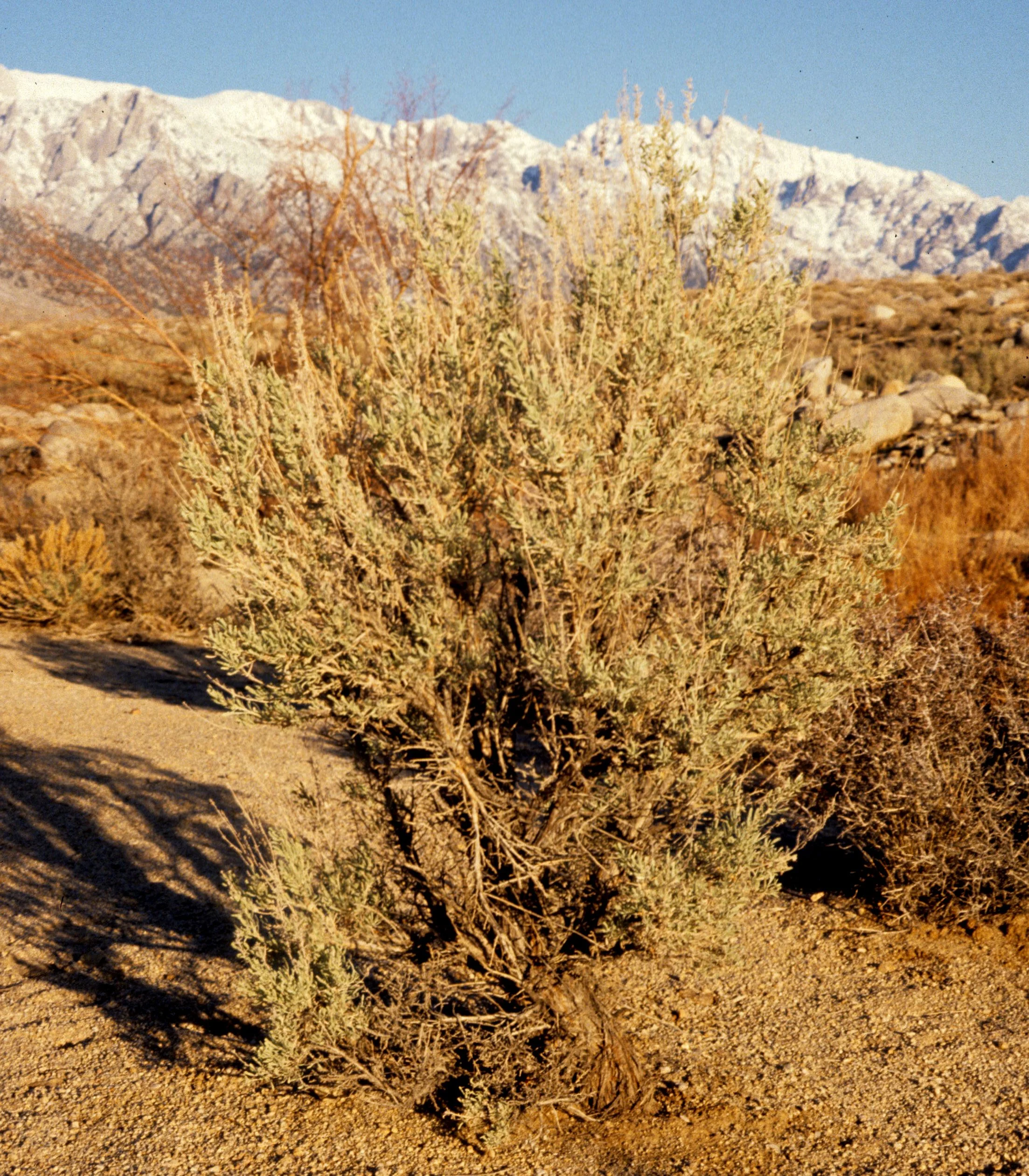 GREAT BASIN NP - ARTIMESIA TRIDENTATA -  SAGEBRUSH COMMUNITY.jpg