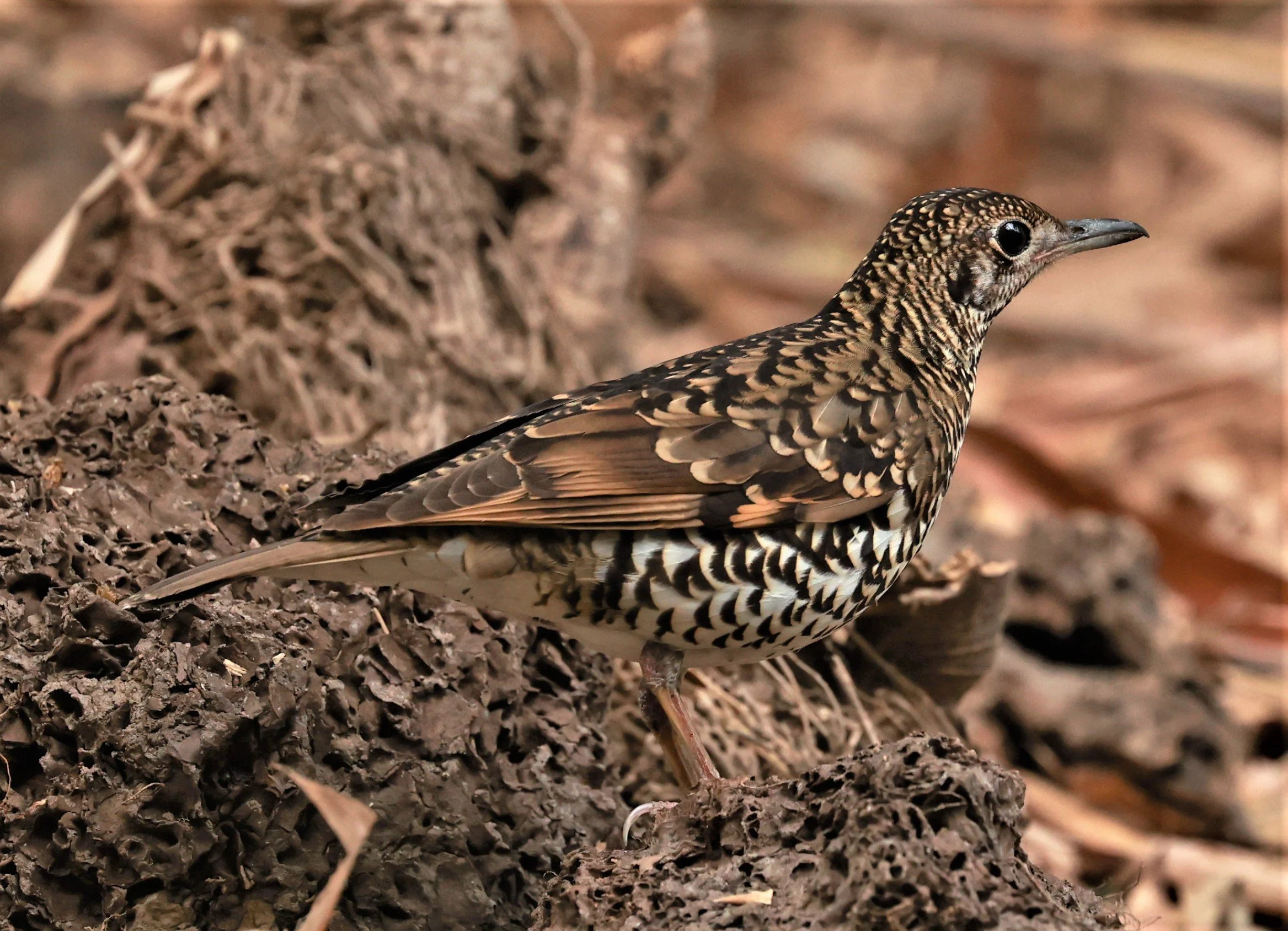 White's Thrush (Zoothera aurea) Putthamonthon Park Nakhon Pathom Thailand (33).jpg