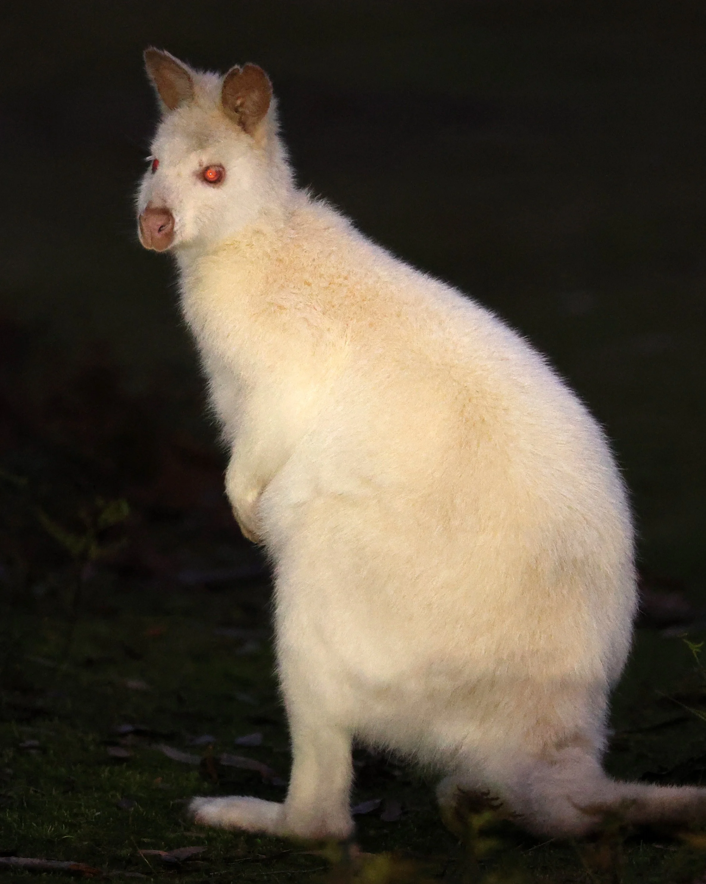 Bennett's Walaby (Bennett's wallaby (Notamacropus rufogriseus rufogriseus) Bruny Island - Tasmania 