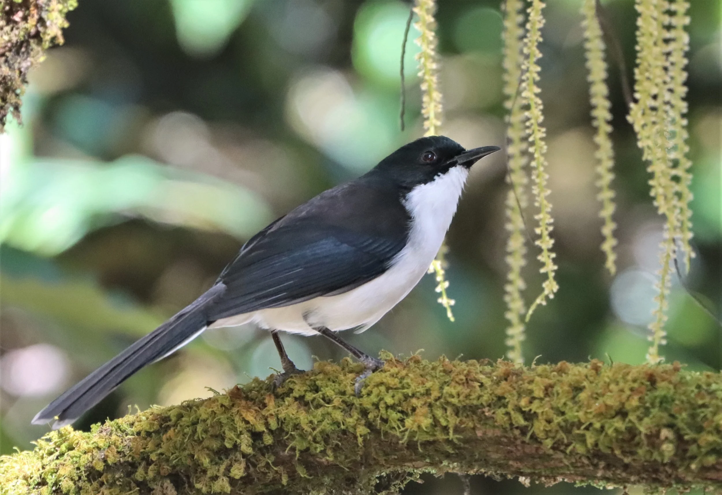 SIBIA - DARK-BACKED SIBIA - Heterophasia melanoleuca - DOI INTHANON CHEDI AND SUMMIT (8).jpg