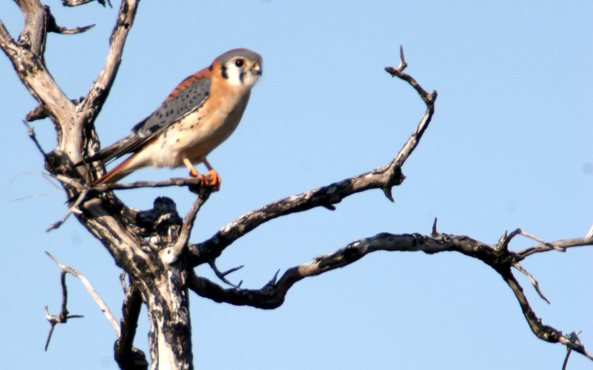 BIRD - AMERICAN KESTREL - ARANSAS (4).jpg