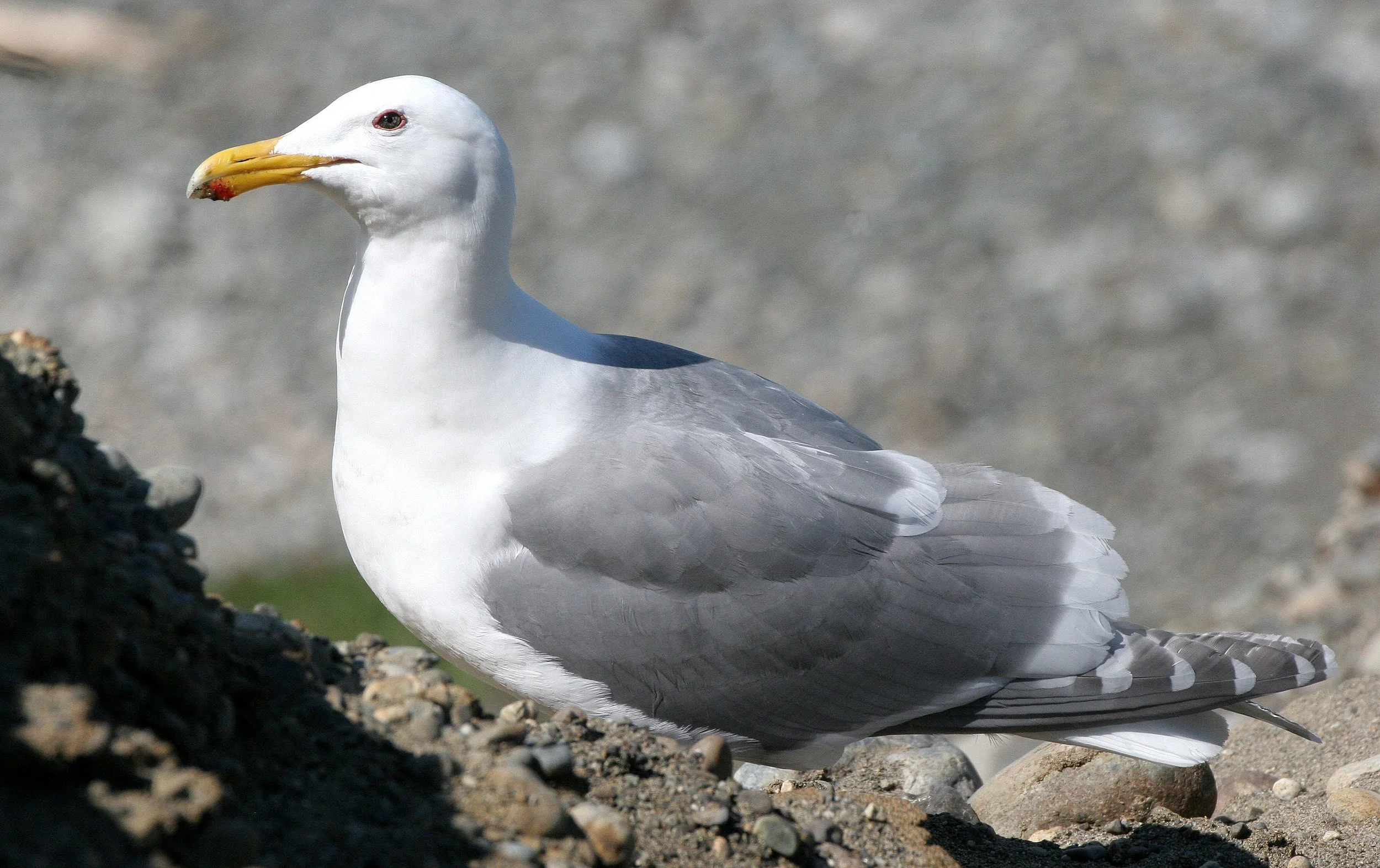 BIRD - GULL - GLAUCOUS WINGED GULL - DUNGENESS SPIT WILDLIFE RESERVE WA (3).JPG