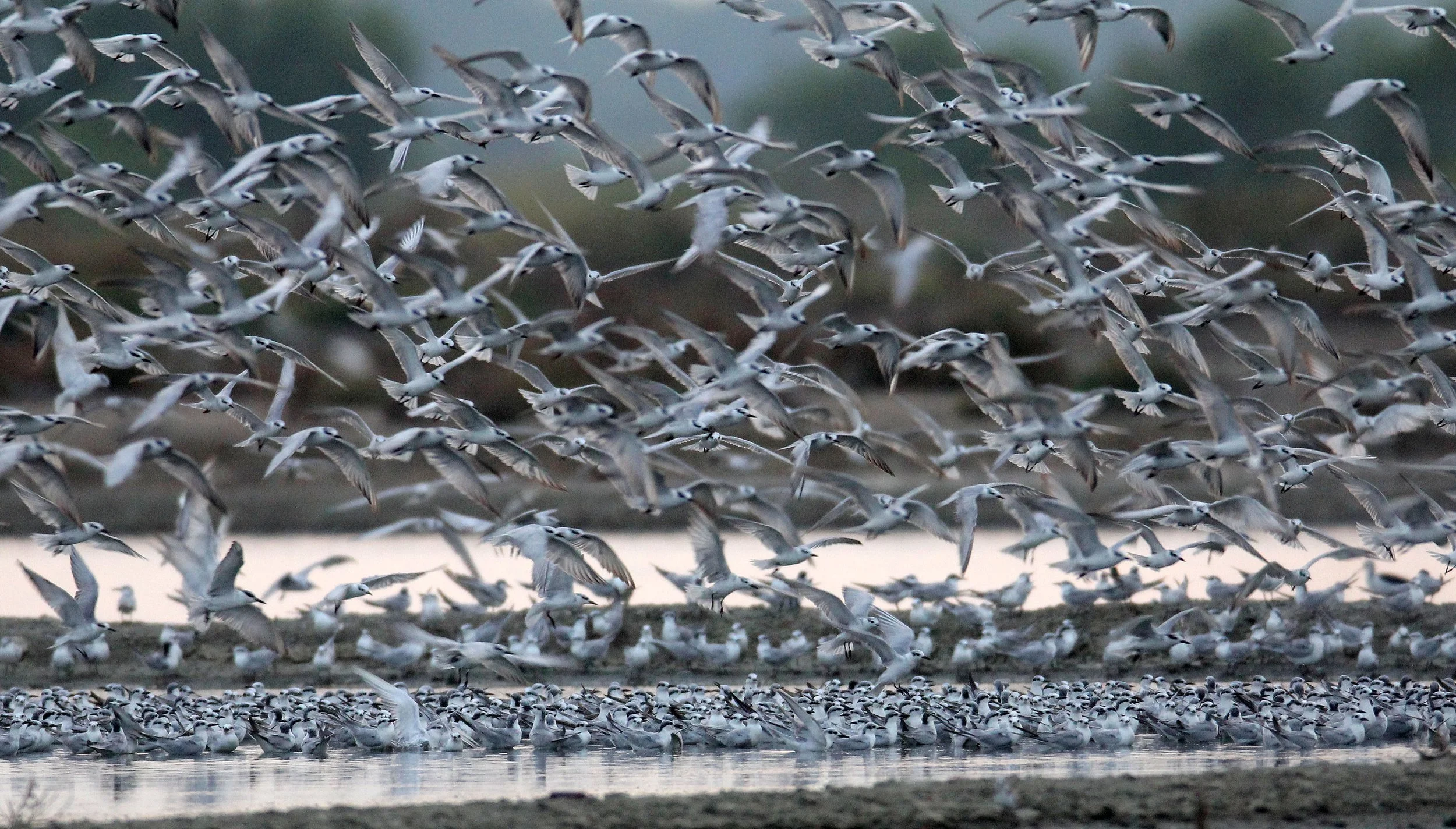 BIRD - TERN SPECIES MIXED FLOCK - WHISKERED AND LITTLE - KOK KHAM MAJACHAI  SALT PONDS - THAILAND (31).JPG